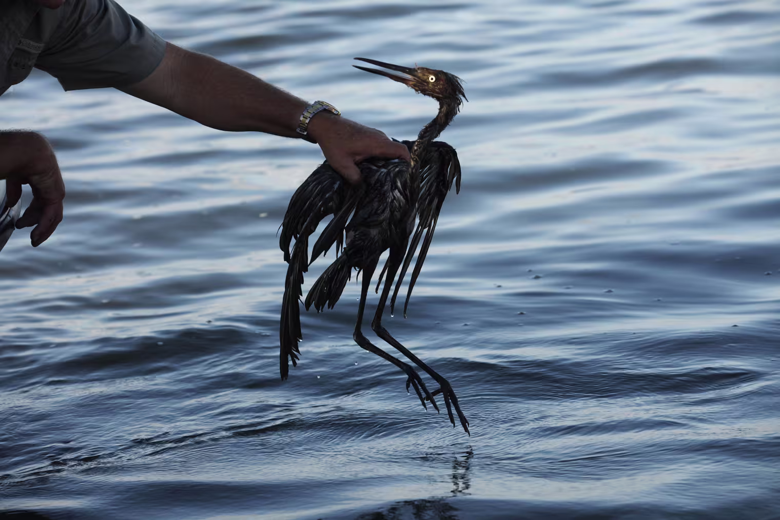 A person rescues a heavily oiled bird from the waters.
