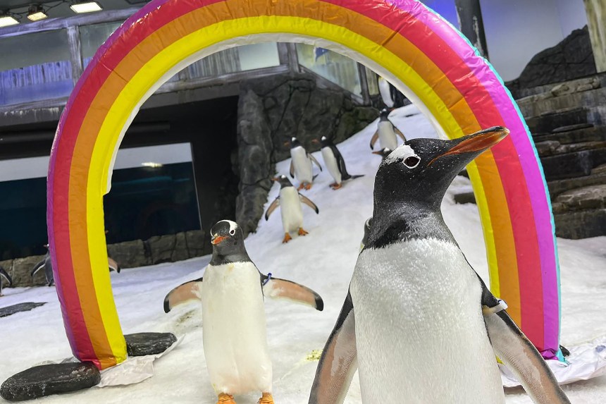 Gentoo penguin Sphen, right, at the SEA LIFE Sydney Aquarium.