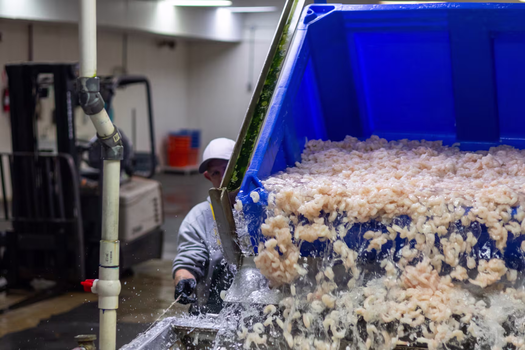 Shrimp is processed at Graham Shrimp Company in Bayou La Batre.
