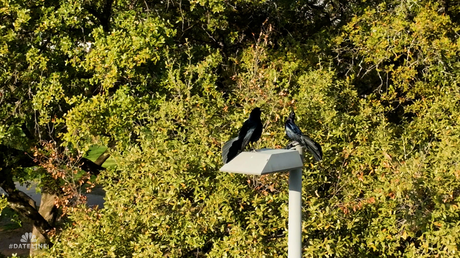 A Postcard from the Field: The Grackles of Austin, Texas