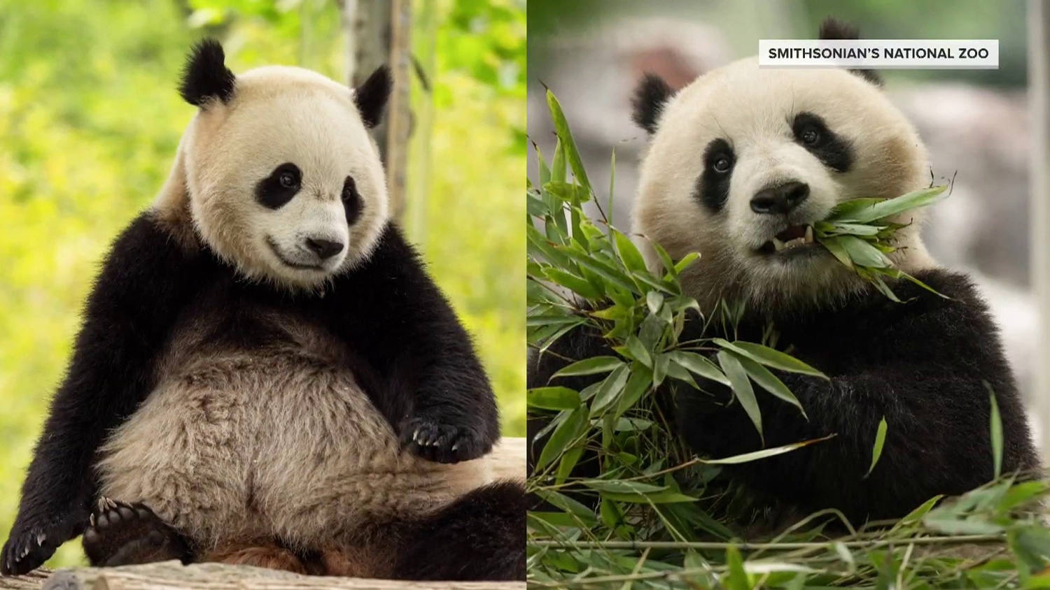 Two new giant pandas set to arrive at National Zoo from China