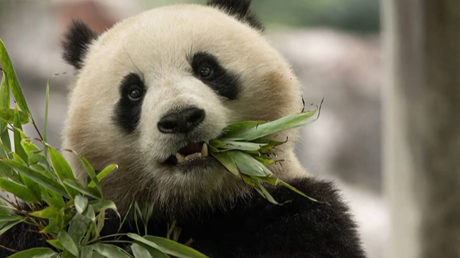 Two giant pandas arrive at National Zoo from China