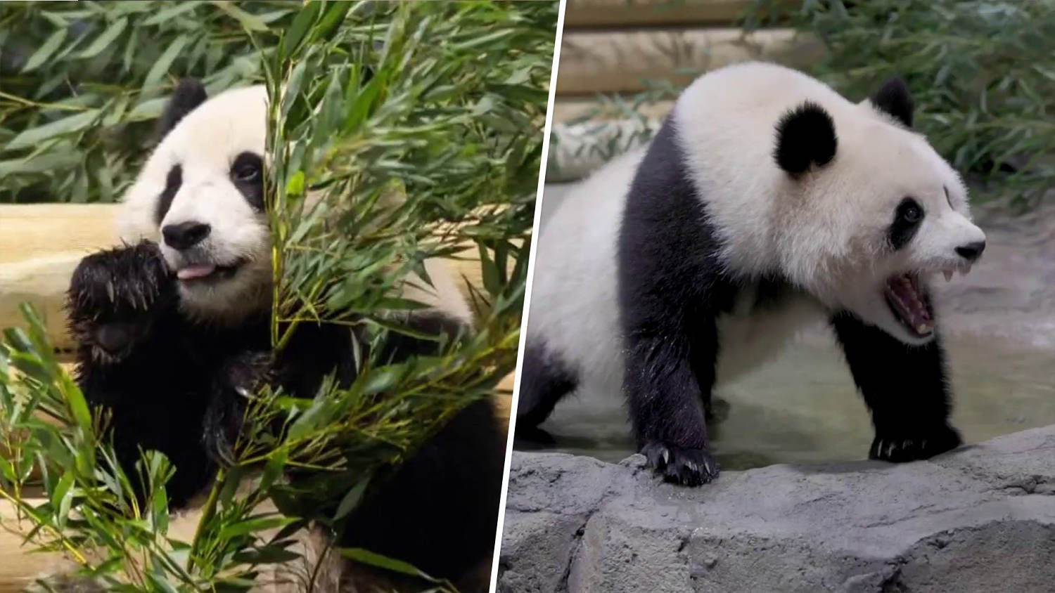 See the 2 giant pandas that just arrived in Washington from China