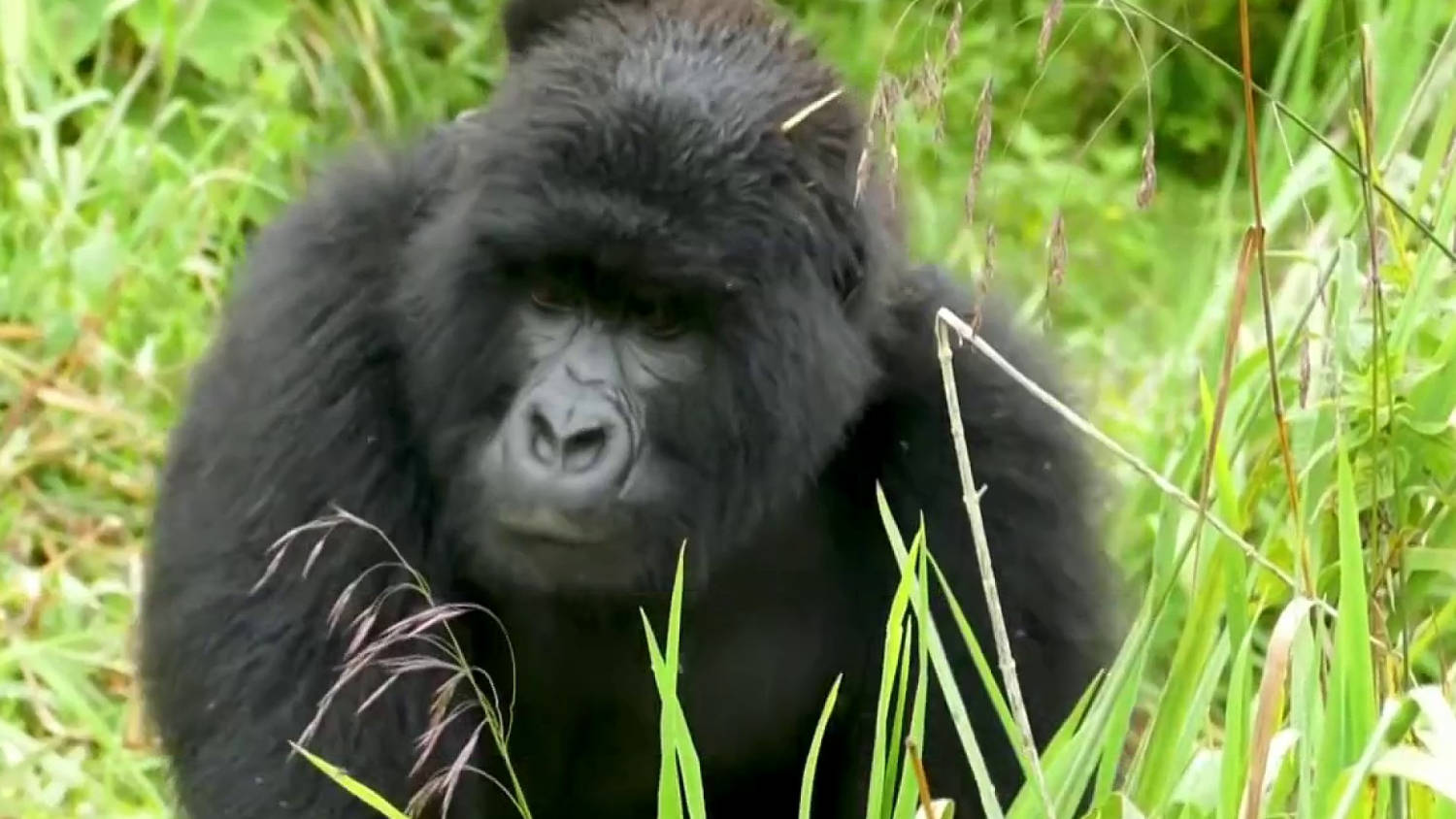 Scientist settles the viral '100 men vs gorilla' debate