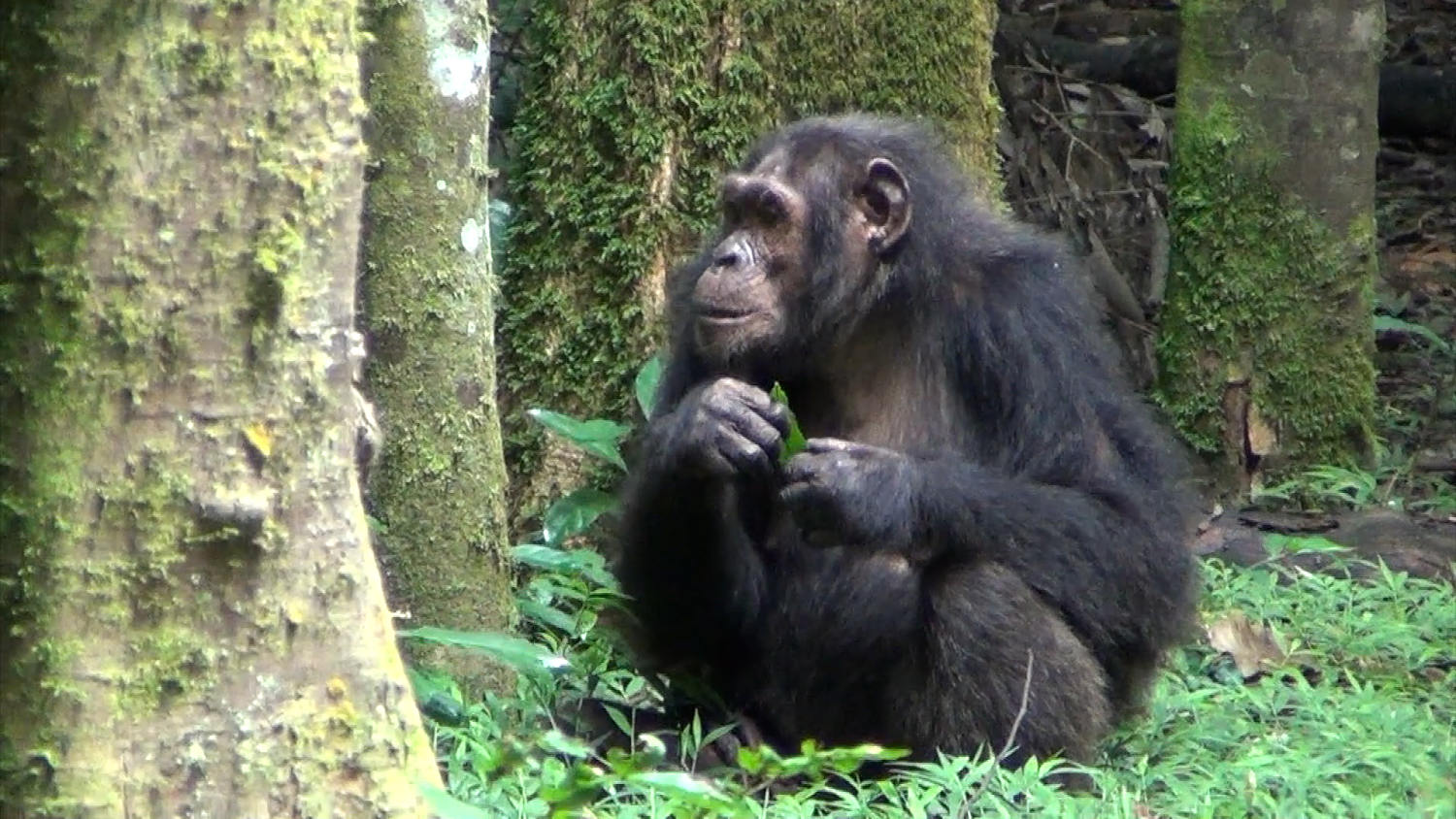 New study finds chimps use medicinal plants to treat their wounds