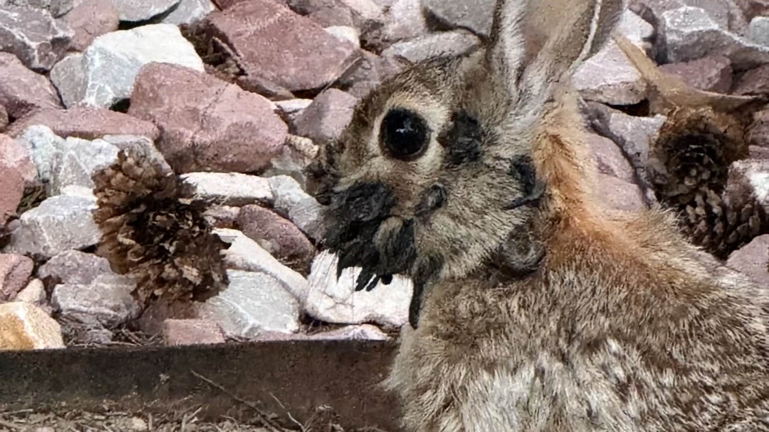 Rabbits with ‘tentacles’ spotted in Colorado