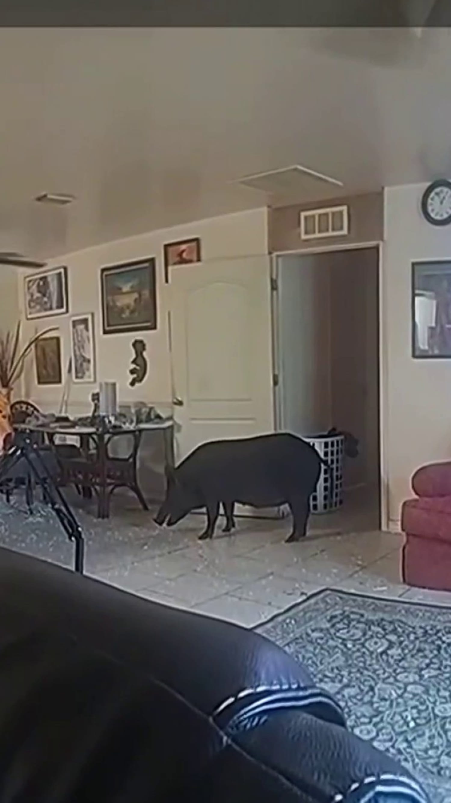 Bodycam video shows wild boar in Florida home