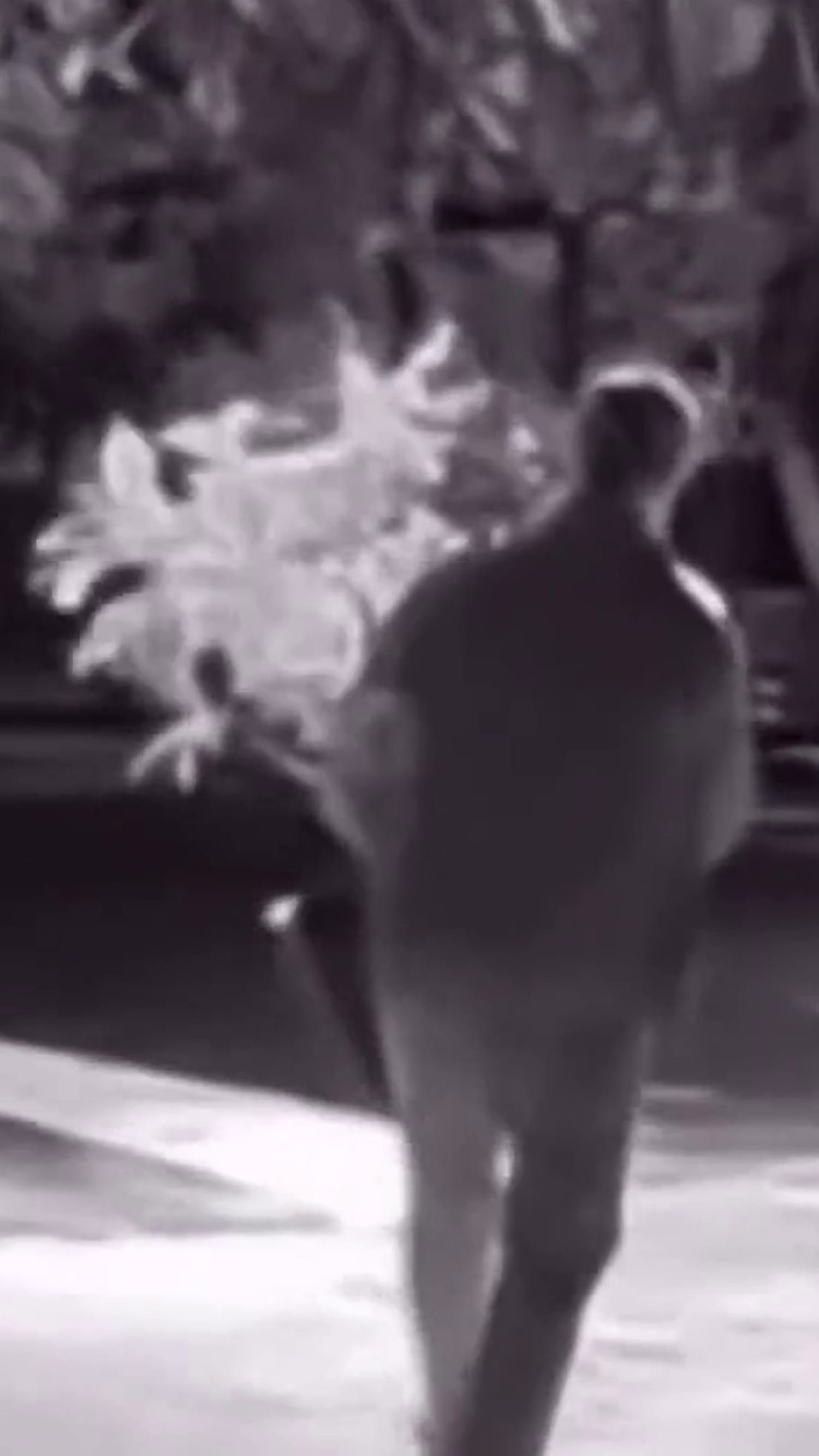 'Plant bandit' targets Bay Area neighborhood