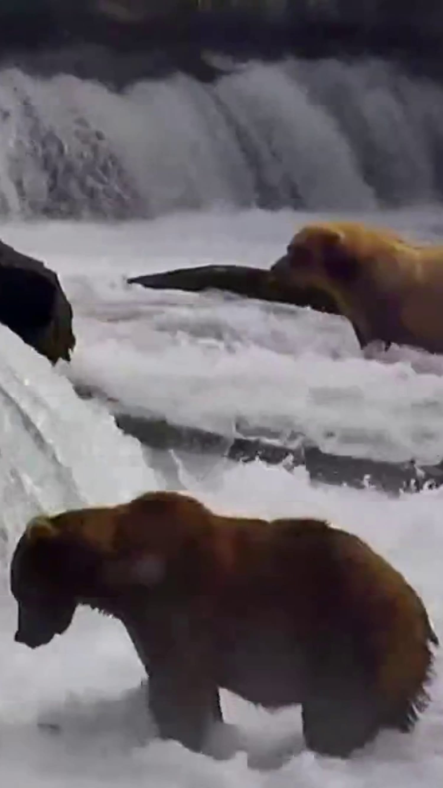 Meet the contenders of Alaska's Fat Bear Week