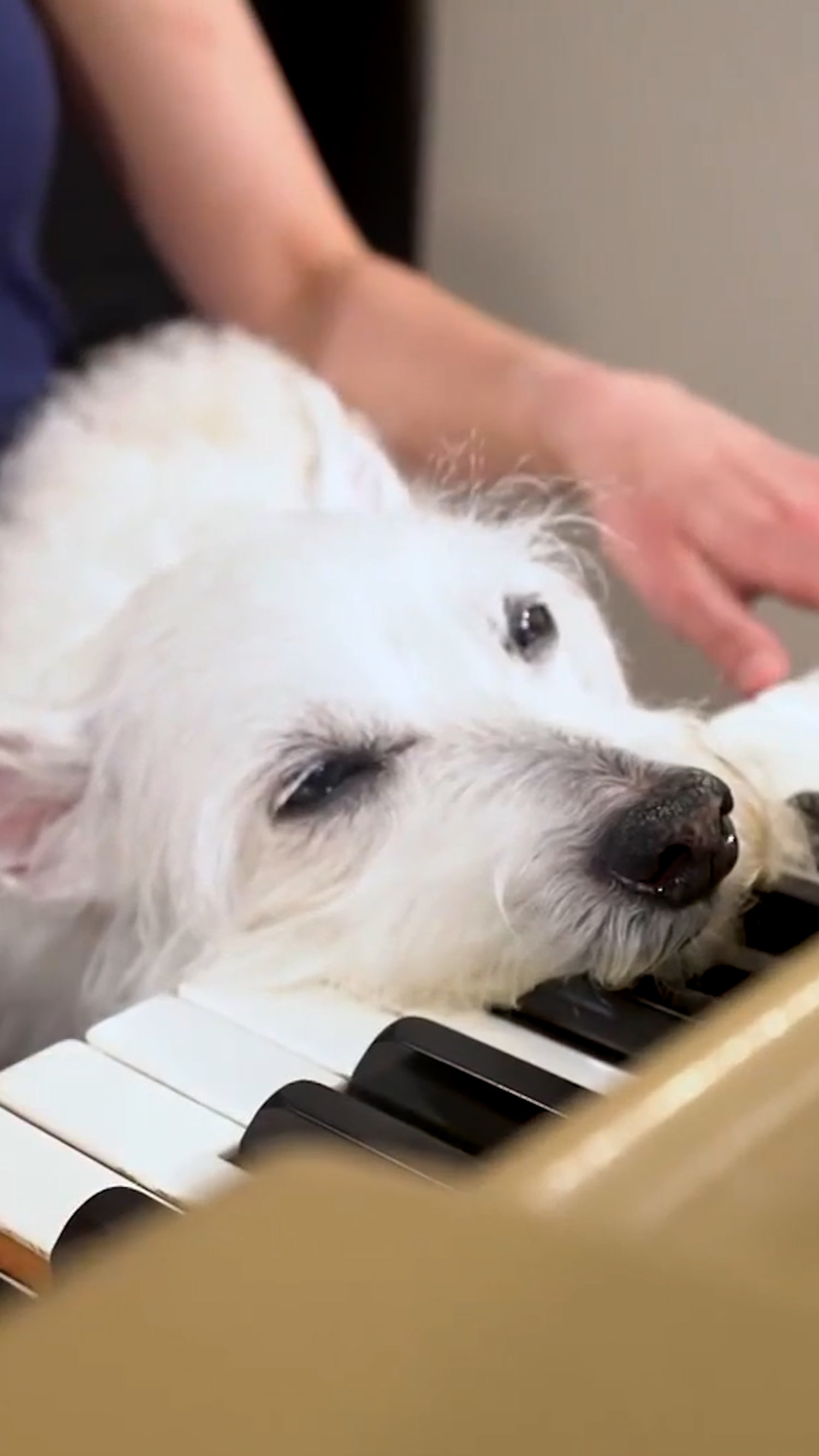 Bradford the dog's love for piano music goes viral