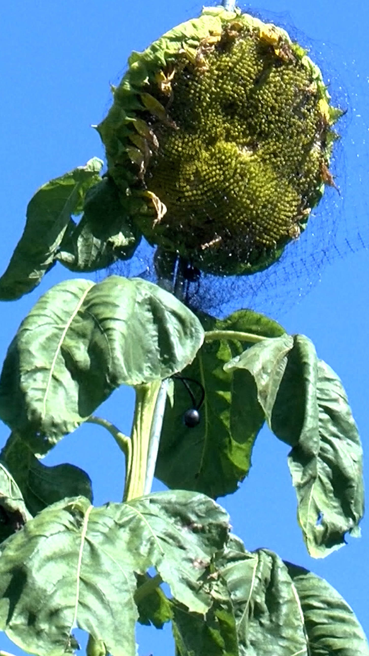 35-foot sunflower in Indiana breaks world record
