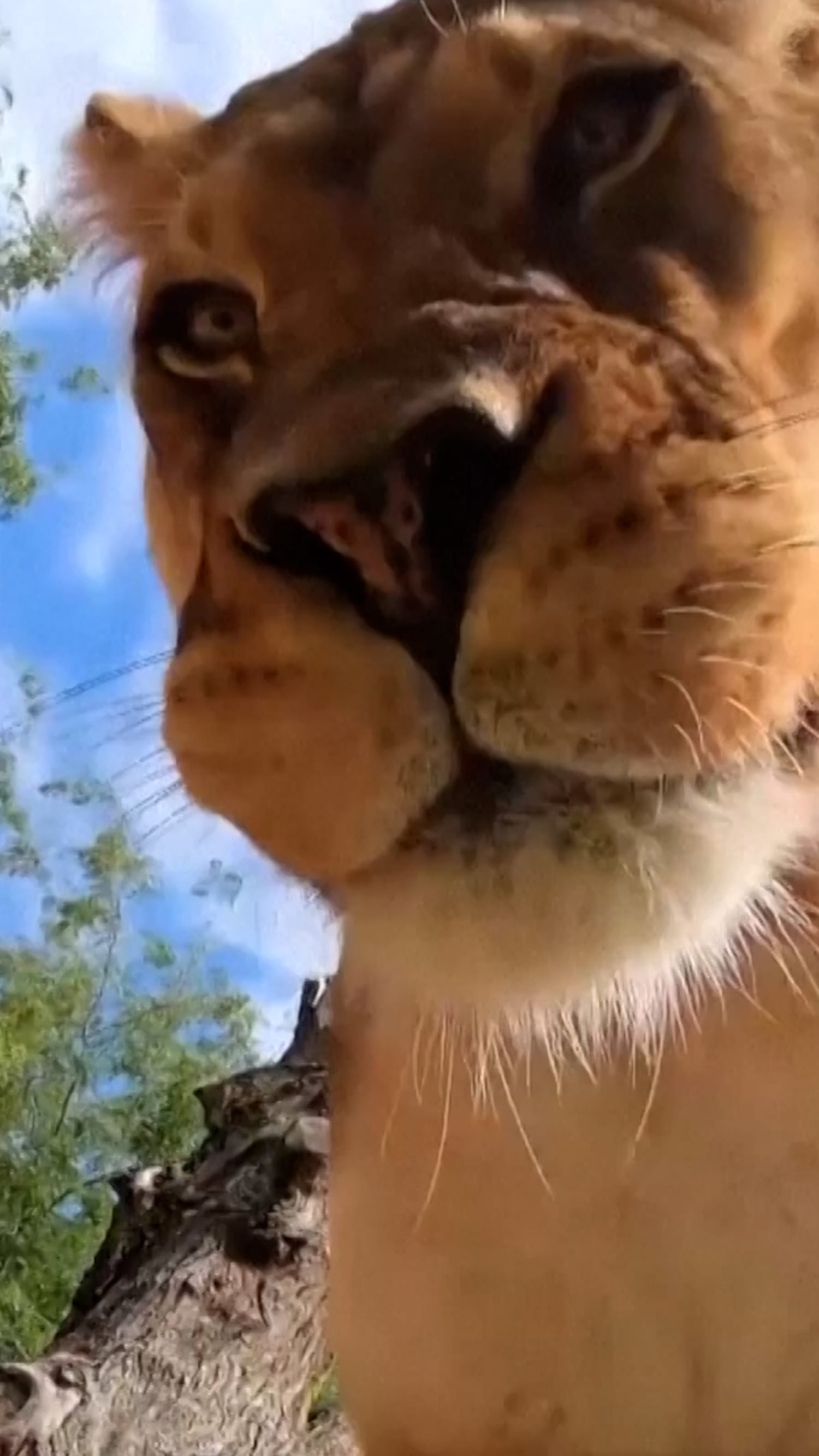 Curious lion toys with Oregon Zoo’s hidden camera