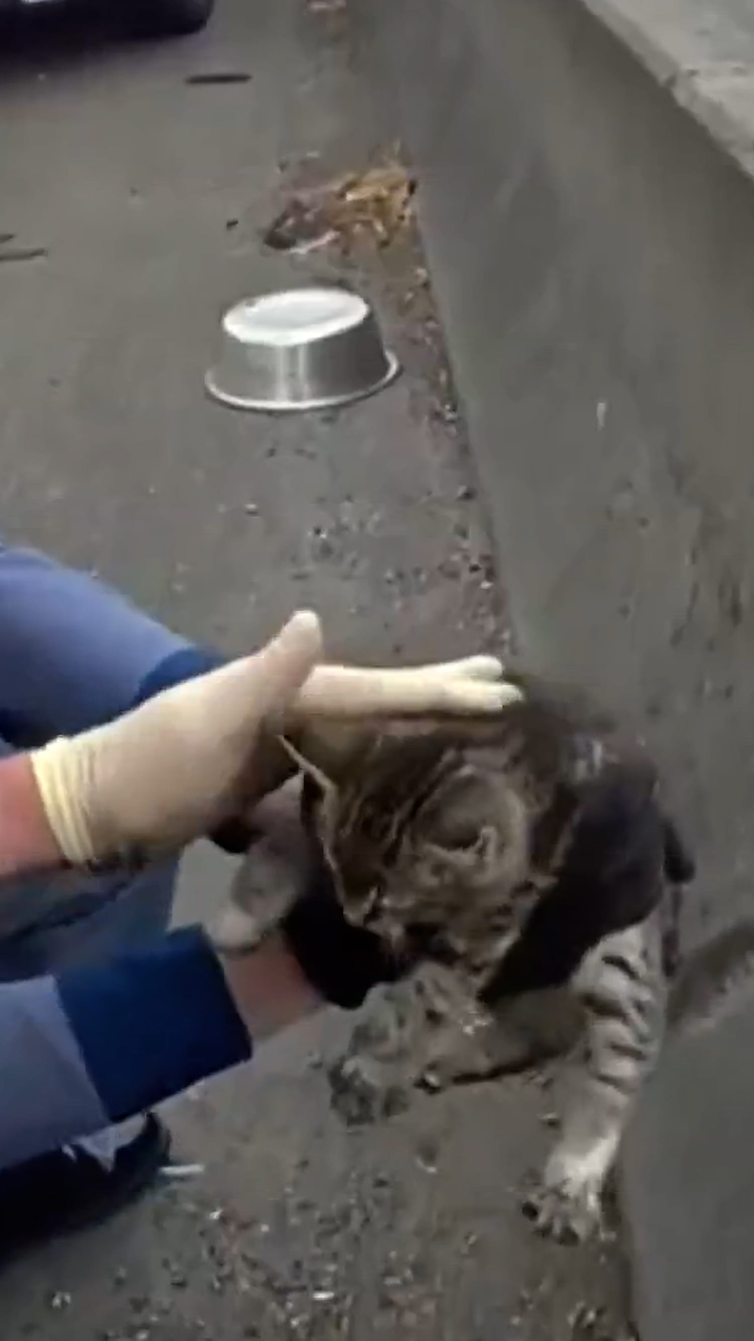 Washington state troopers rescue kitten from freeway