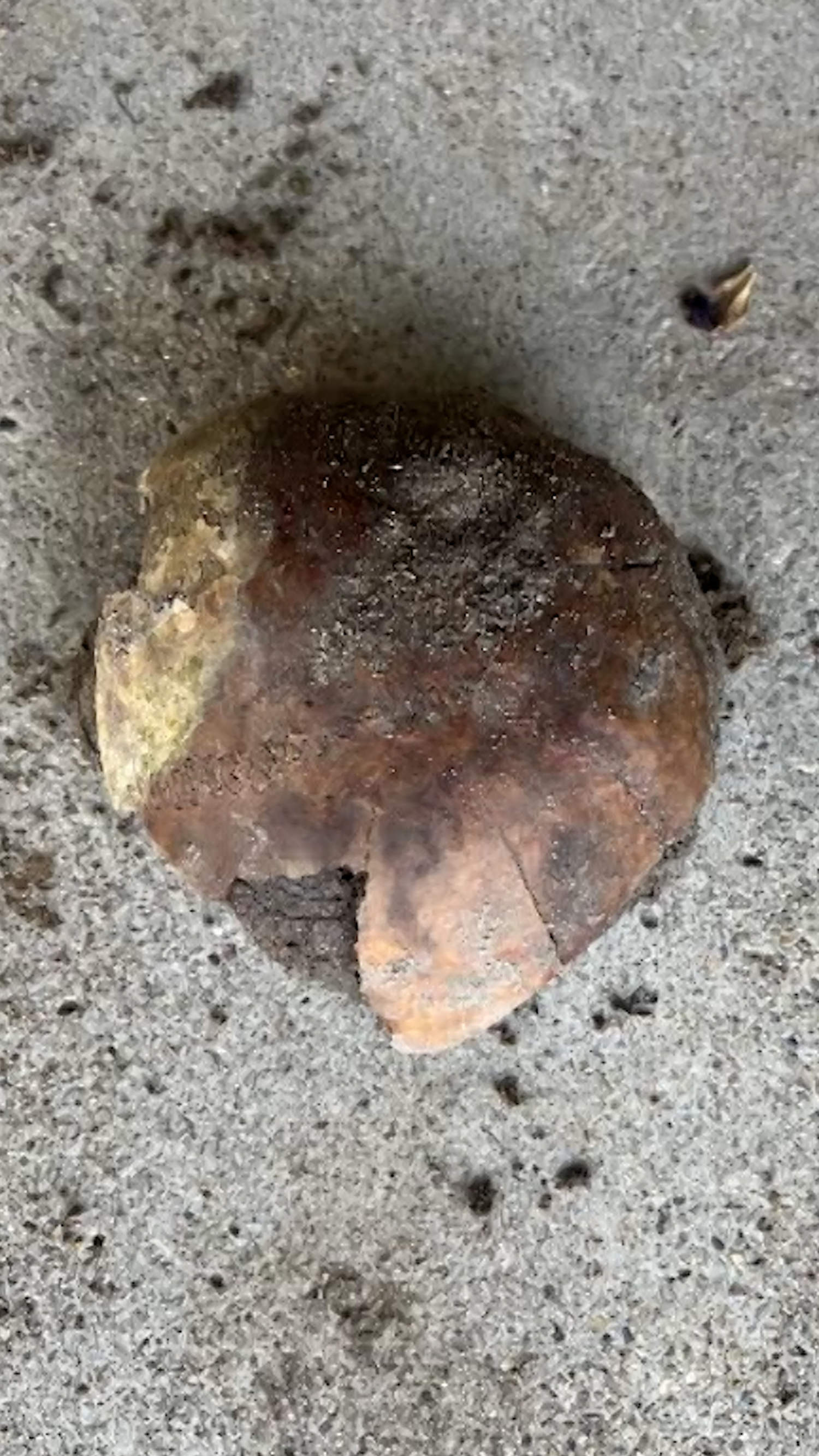 A 4,270-year-old human skull has been found in Indiana