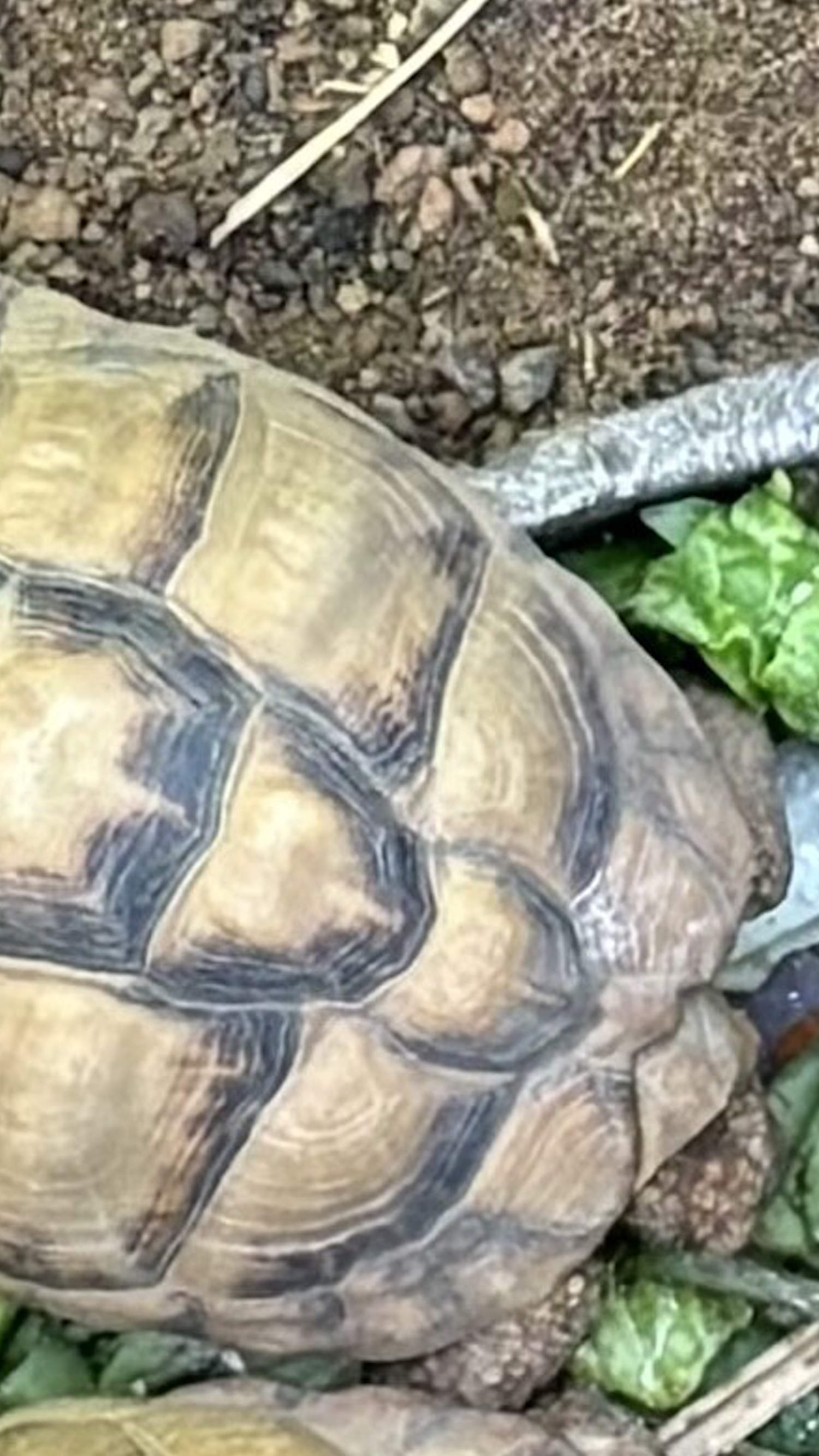 Rare tortoises found safe after being stolen in Indiana
