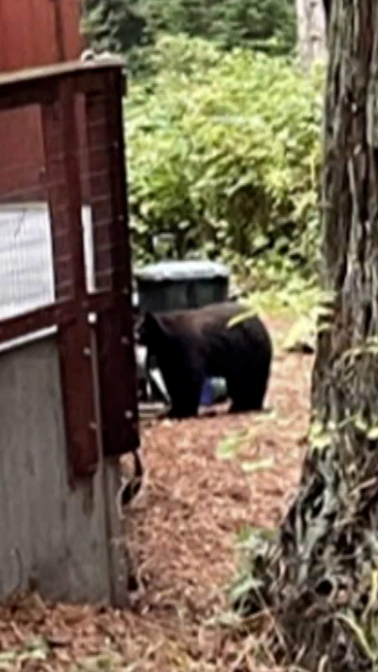 Wild bear caught sneaking into Northern California zoo