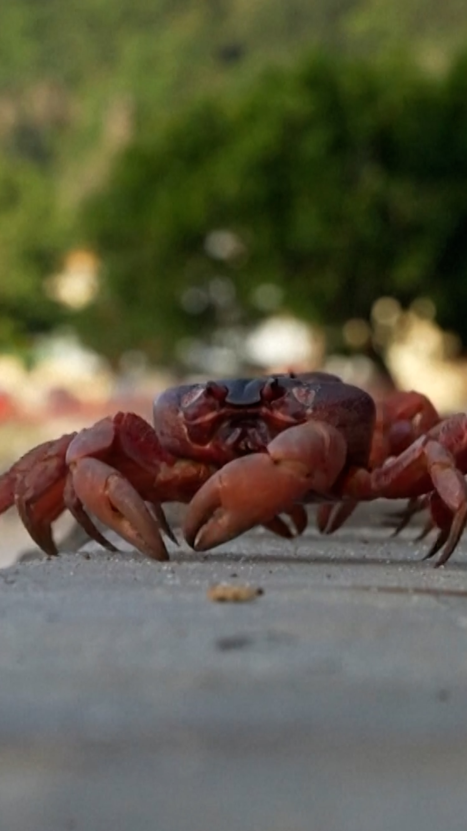Millions of red crabs begin annual migration to the sea