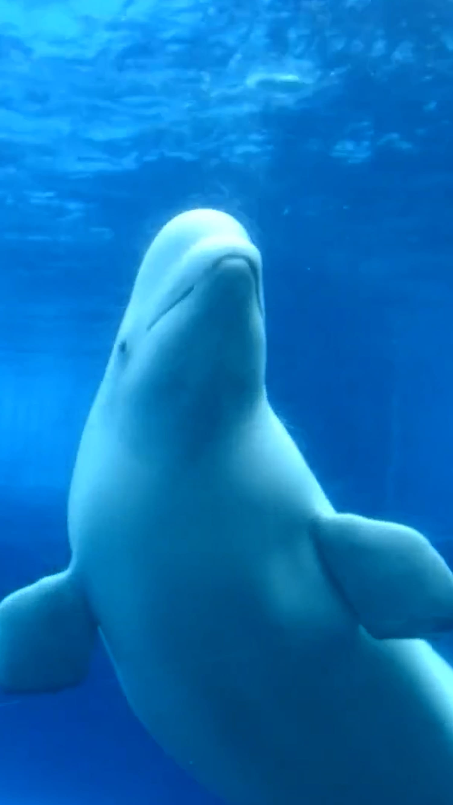 MarineLand's whales facing euthanasia without funding