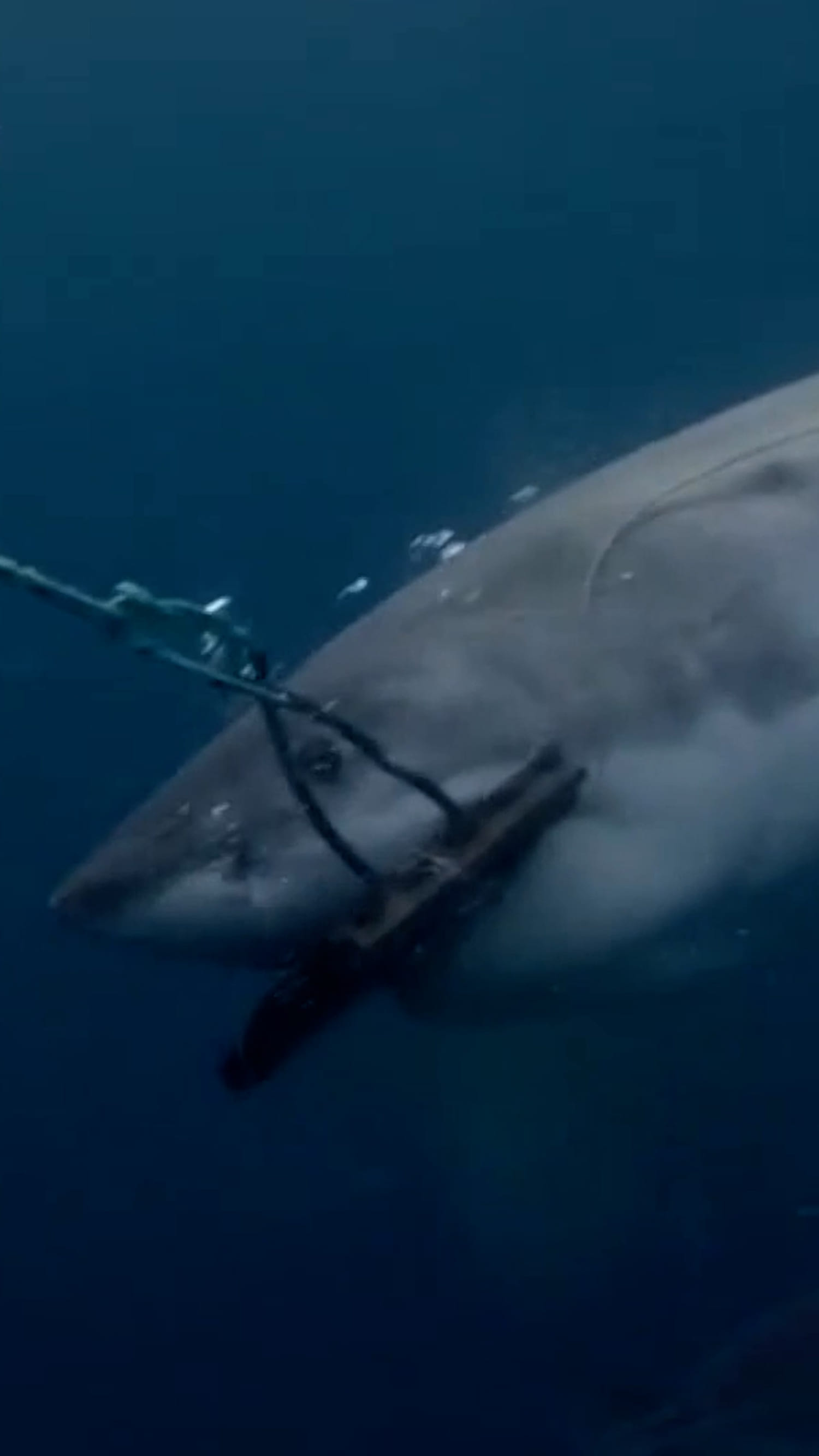 Shark bite-resistant wetsuits could cut severe injuries