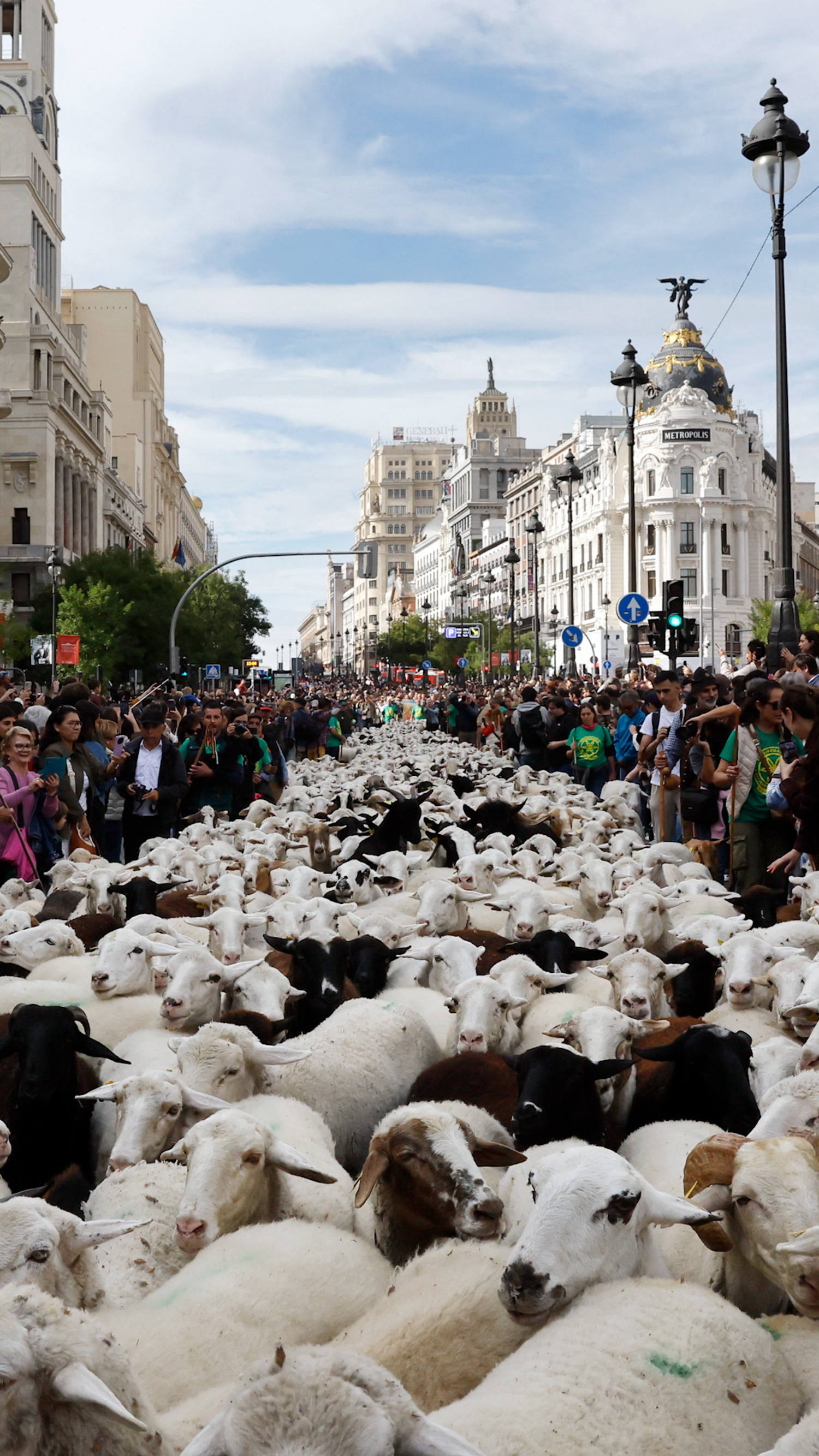 Sheep take over Madrid's streets during annual festival
