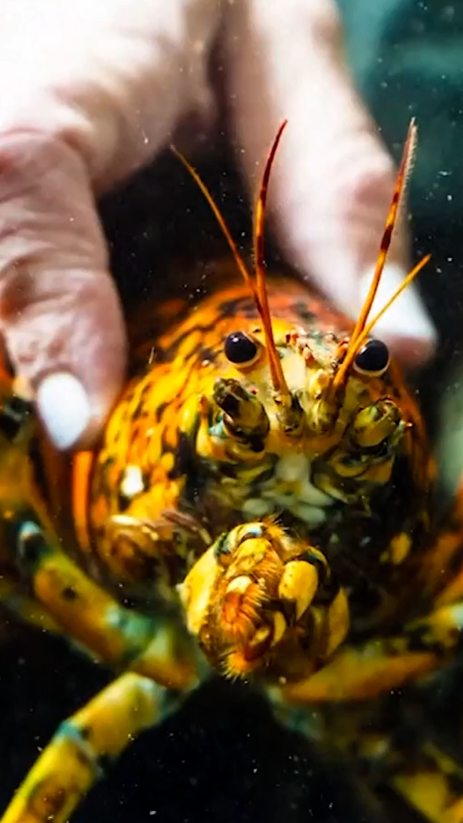 Rare ‘spooky’ lobster donated to marine biologists