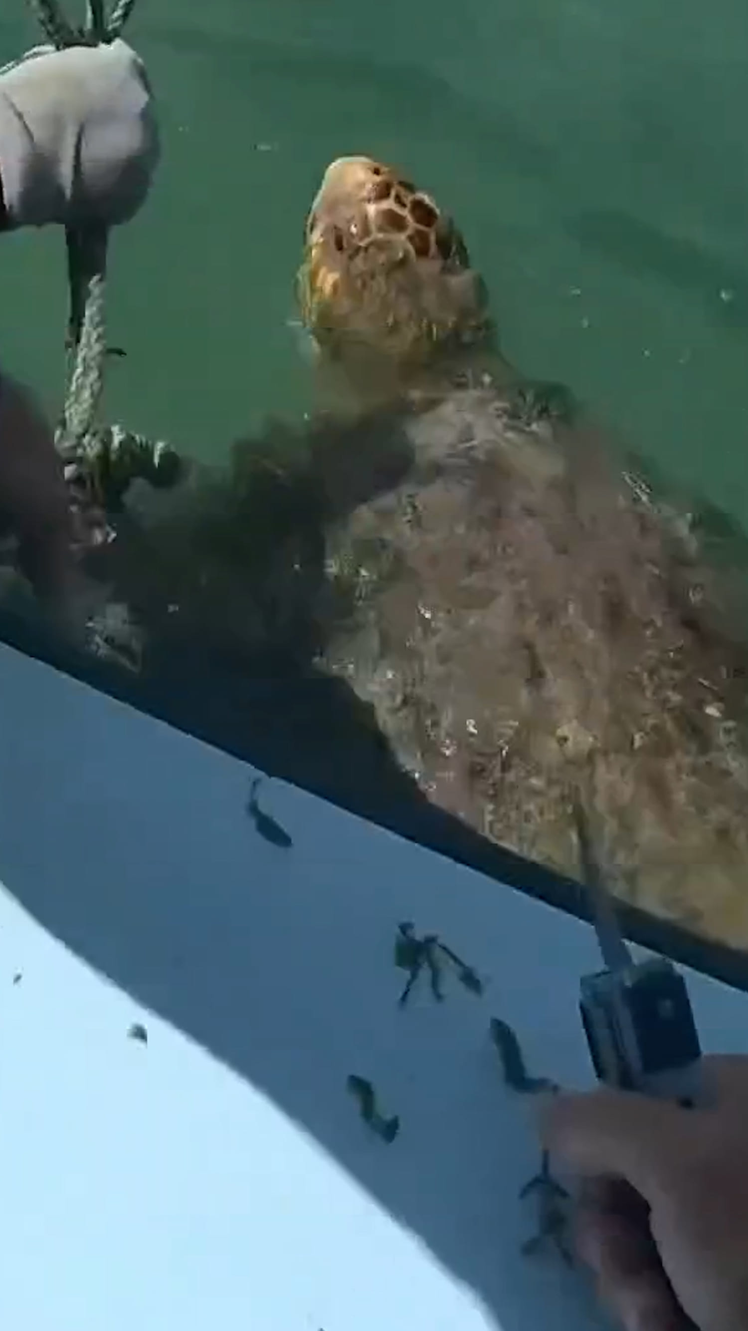 Florida deputies rescue sea turtle from tangled net