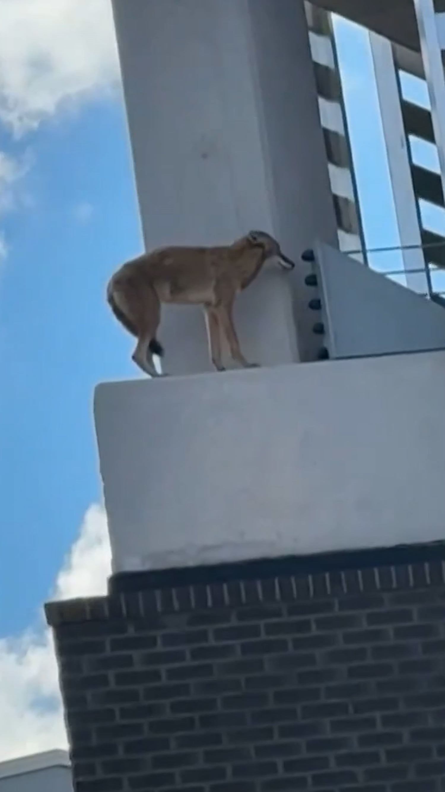 Coyote trapped in Florida hotel parking garage