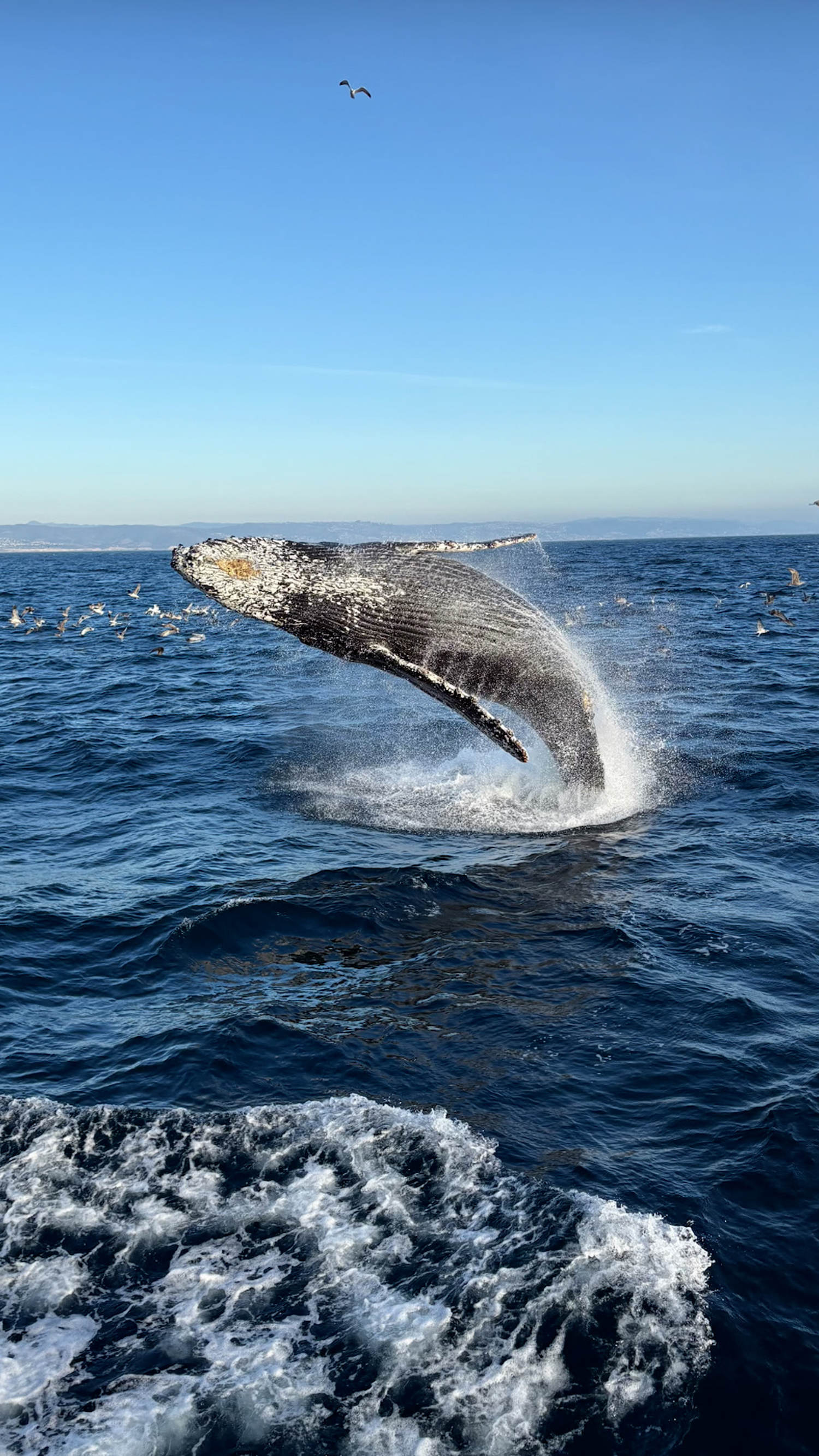 Up-close humpback surprises California whale watchers