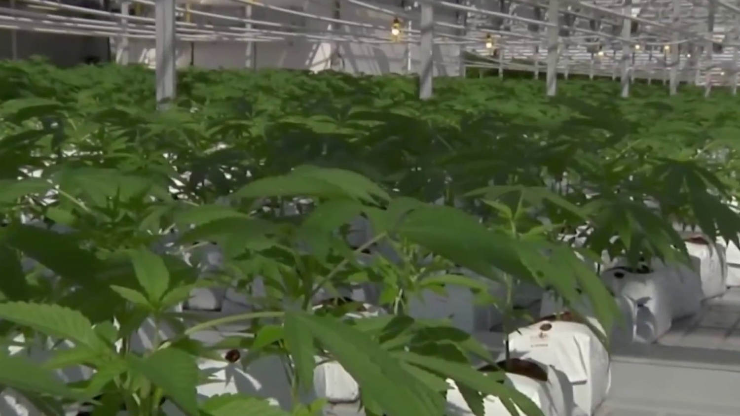 Trump expected to ease cannabis restrictions through executive order