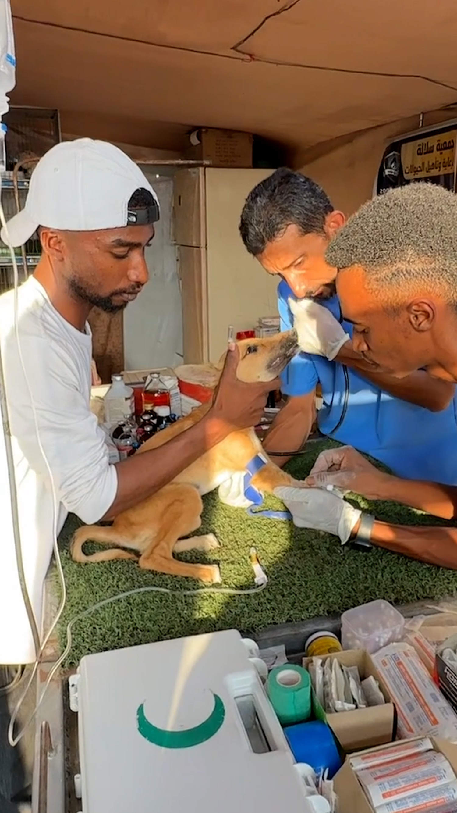 Gaza animal shelter struggles to stay open amid conflict