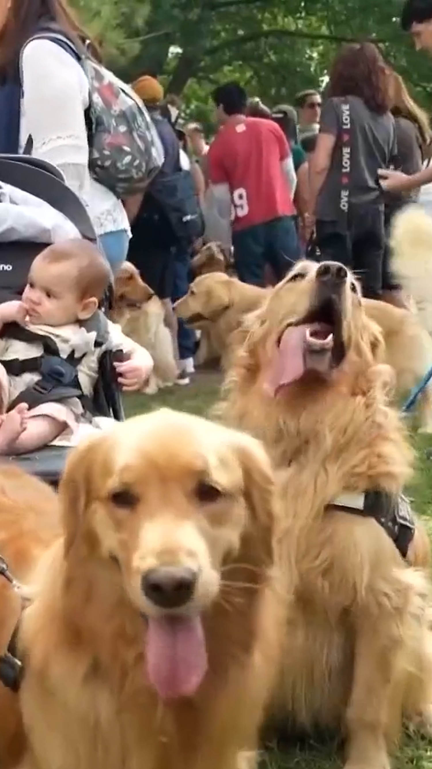 Thousands of golden retrievers gather to break record