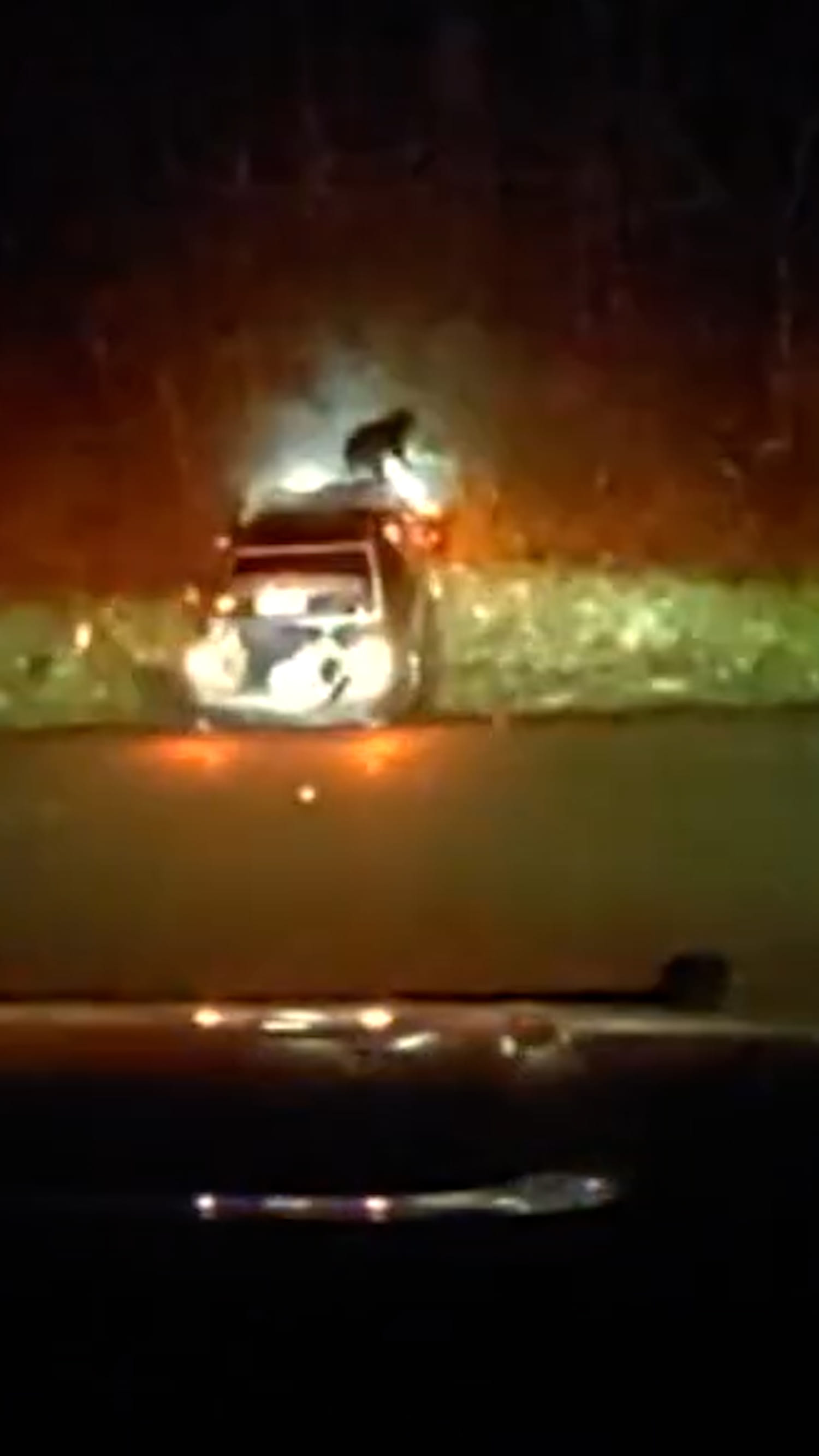 Dog flies through car windshield after police chase