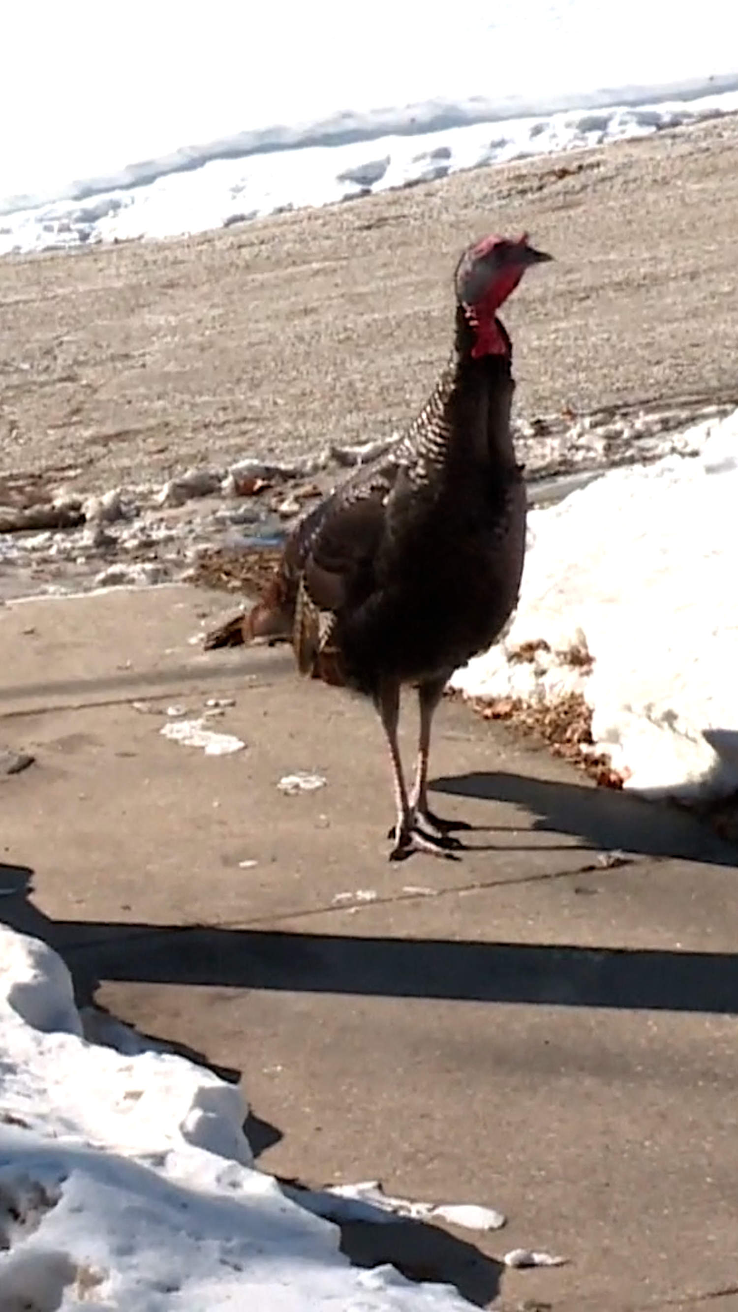 Wild turkeys terrorize Wisconsin town