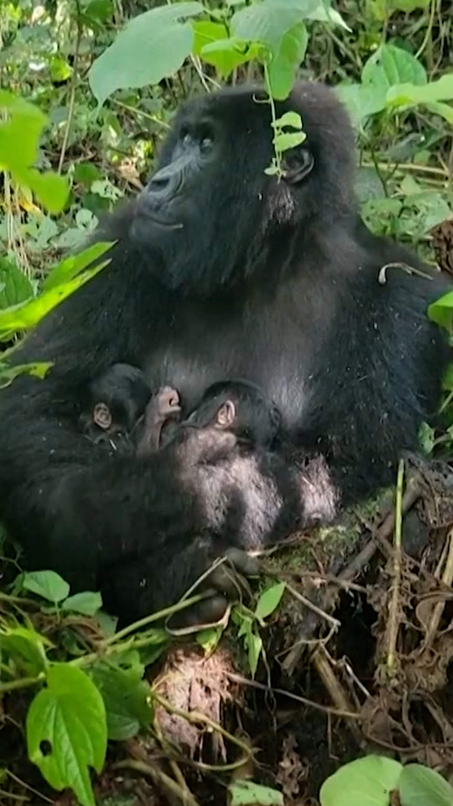 Rare twin mountain gorillas born in Congo