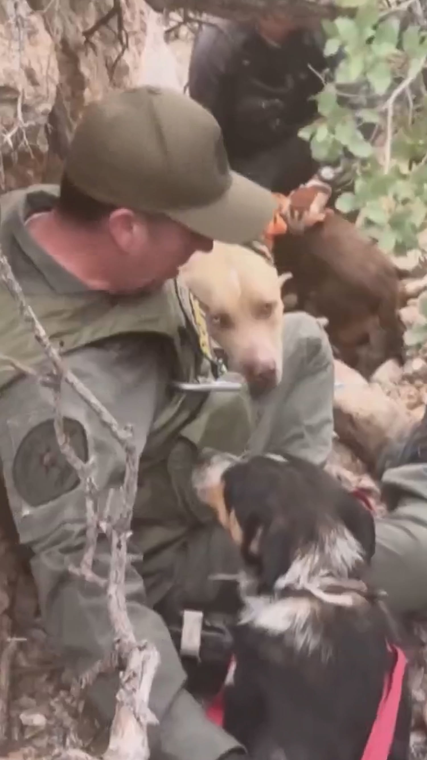 Three dogs rescued from remote California canyon
