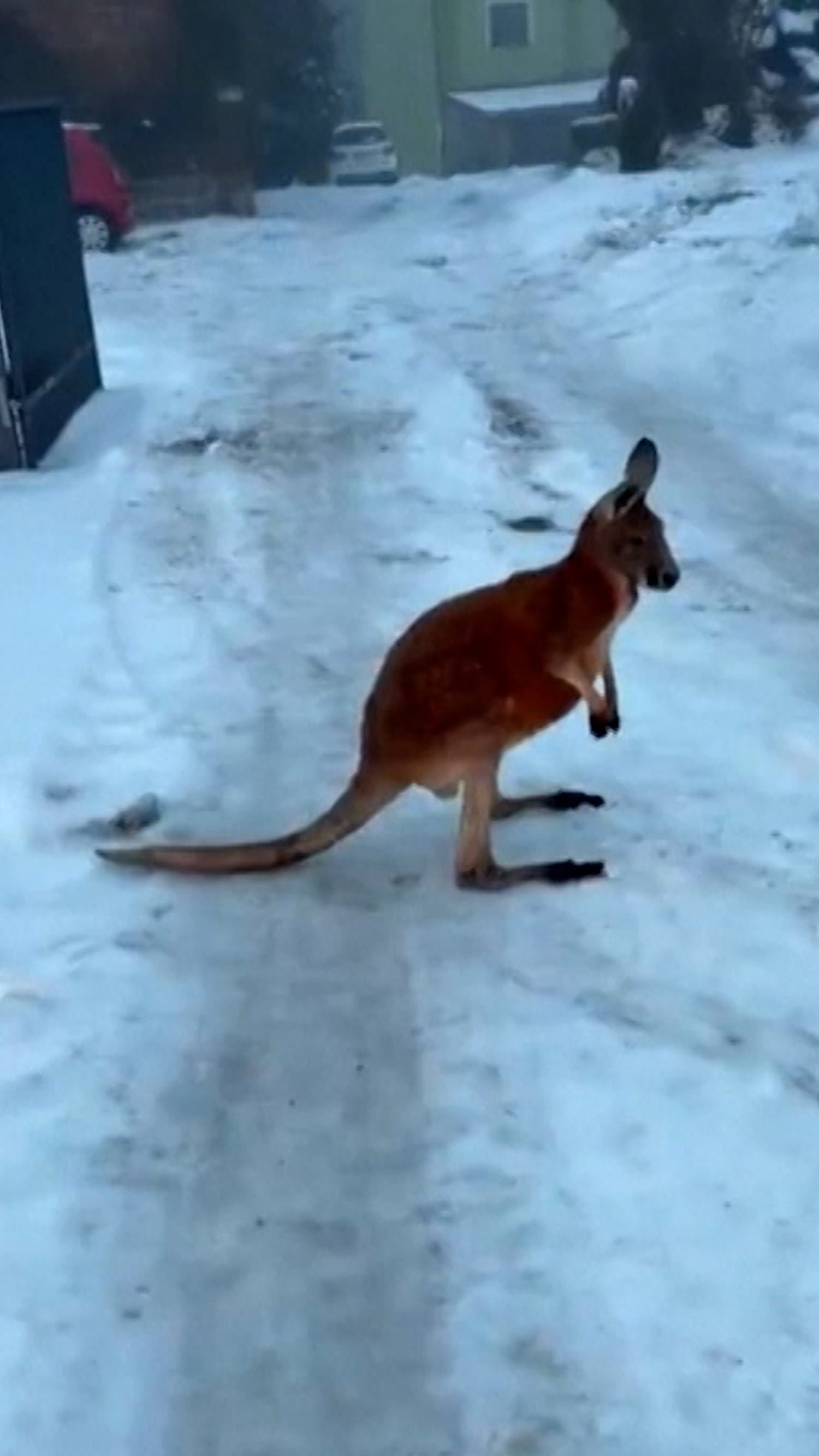 Police chase escaped kangaroo through Czech village