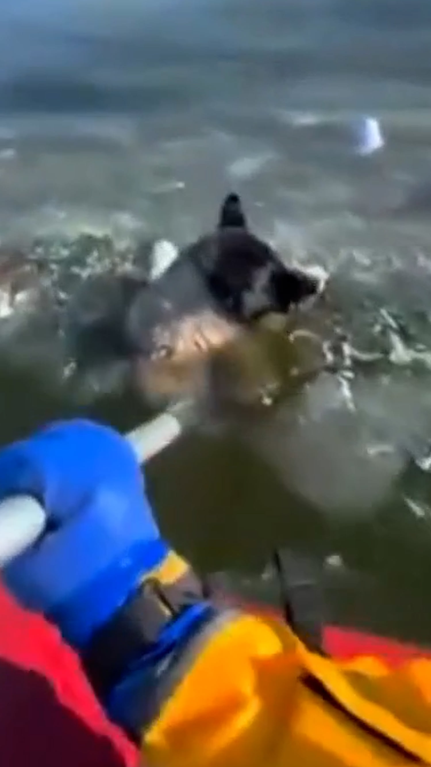 Dog rescued from frozen pond in Missouri