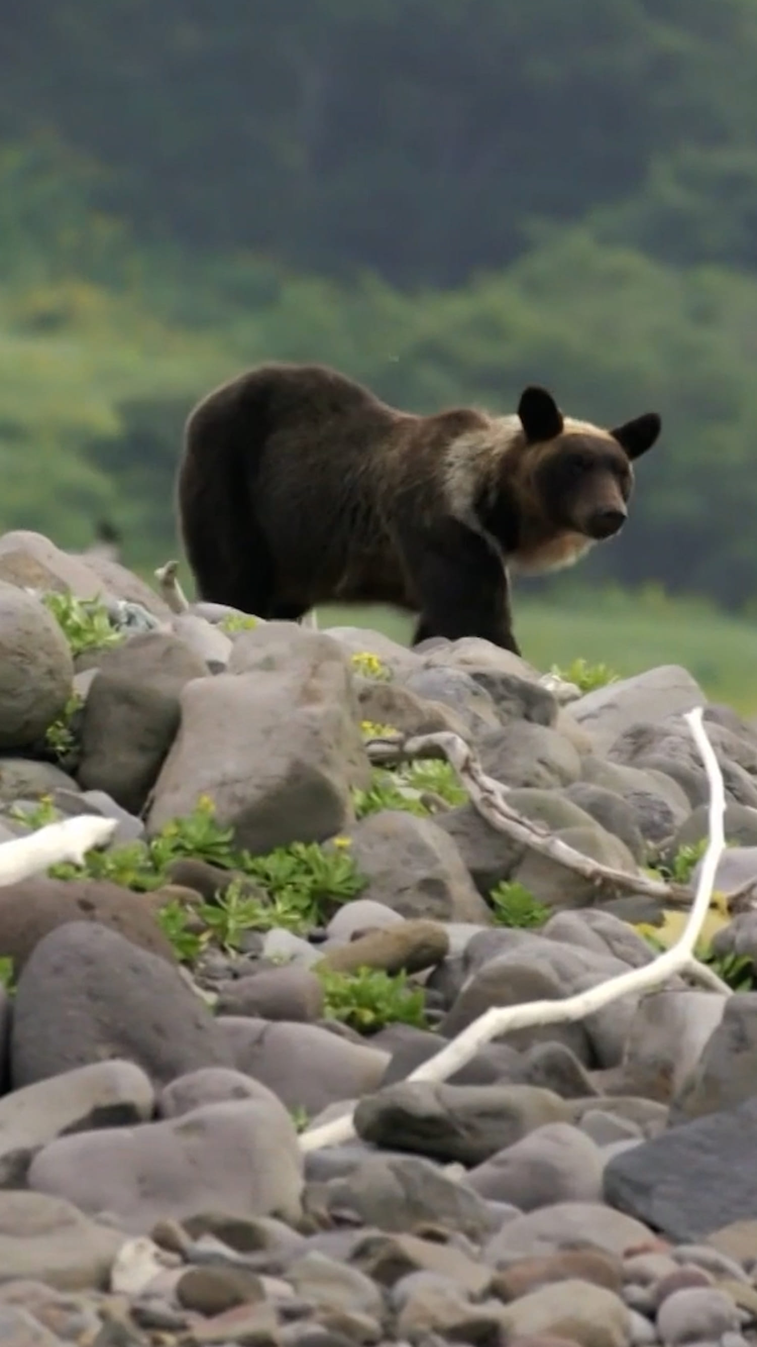 Japan attempts to stop a surge in bear attacks