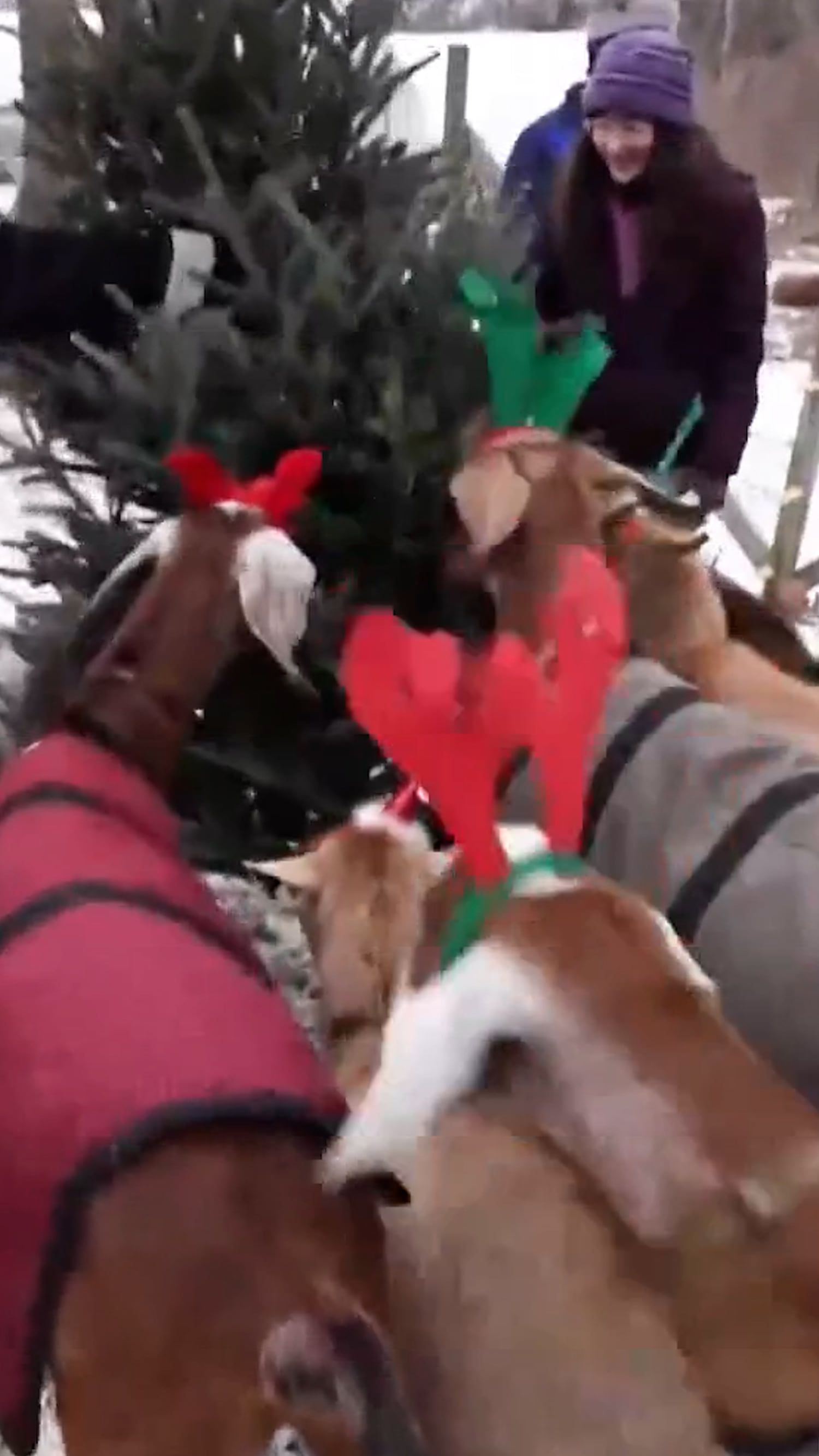 Old Christmas trees collected to feed goats