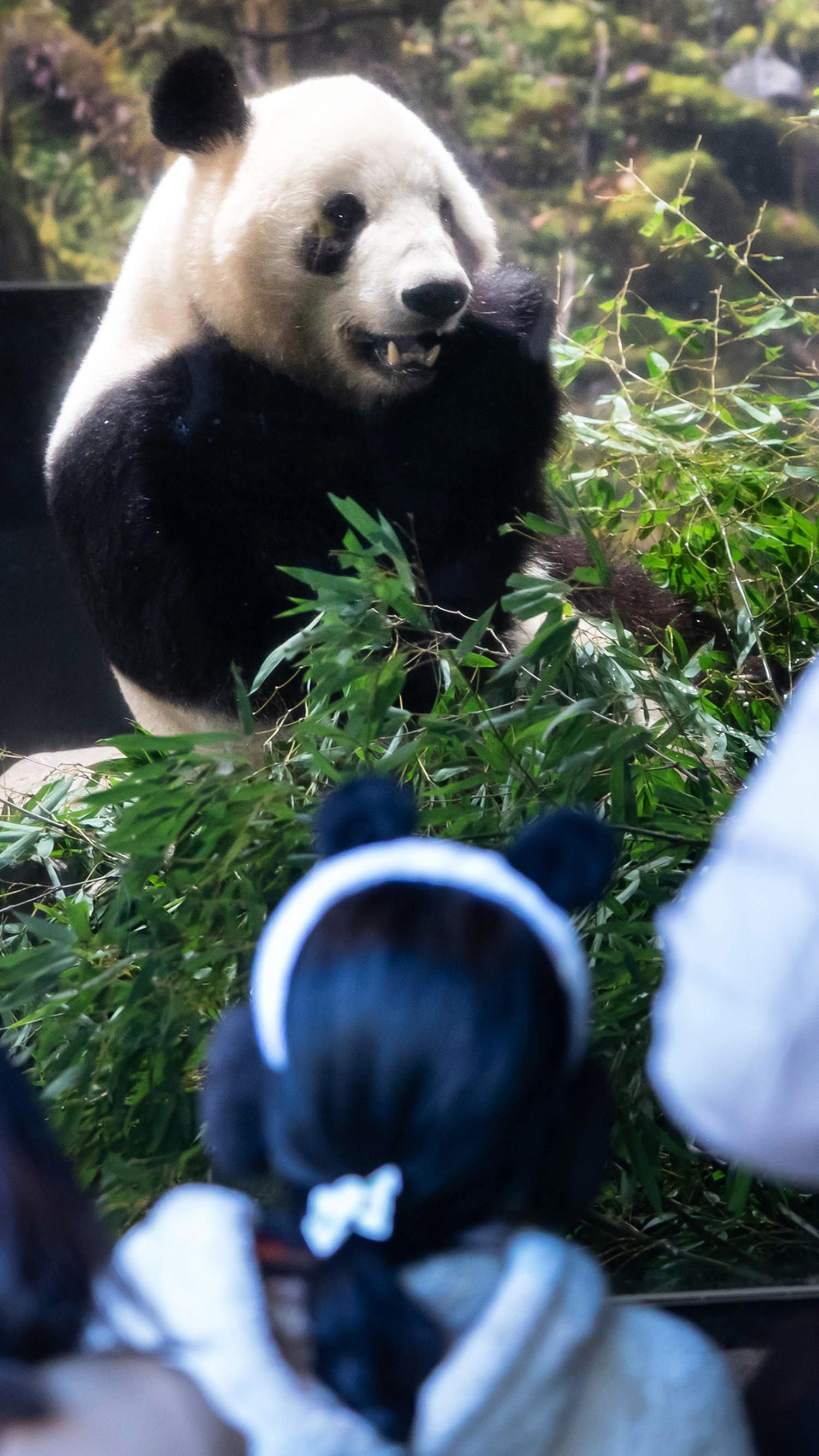 Japan's last two giant pandas begin trip home to China