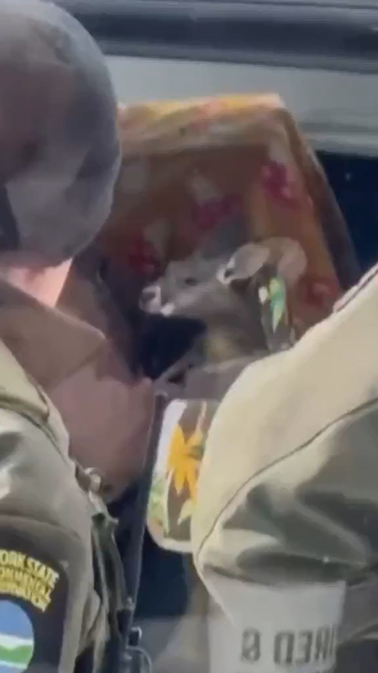 New York police find kangaroo and sloths in car