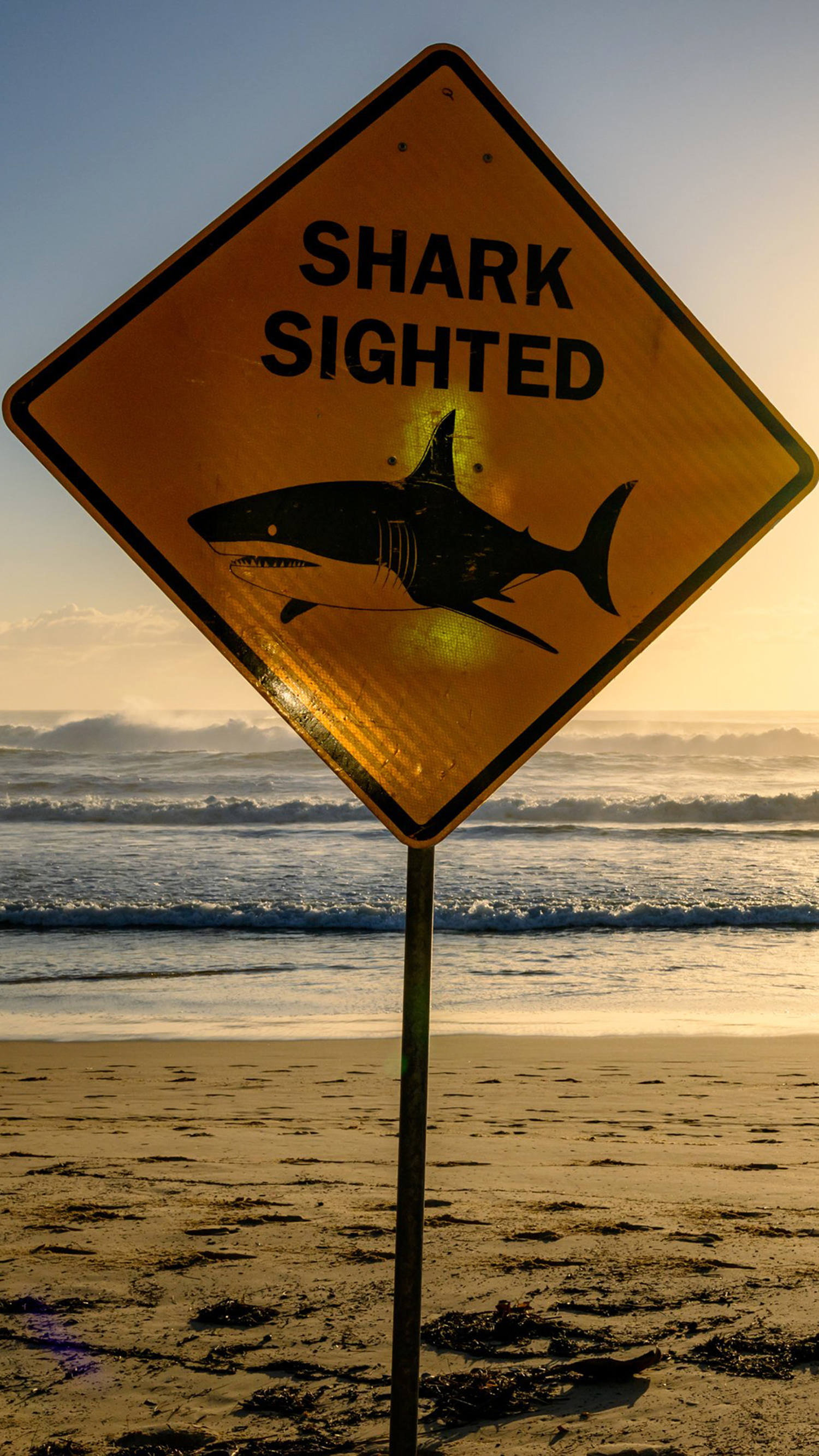 Australia closes dozens of beaches after shark attacks