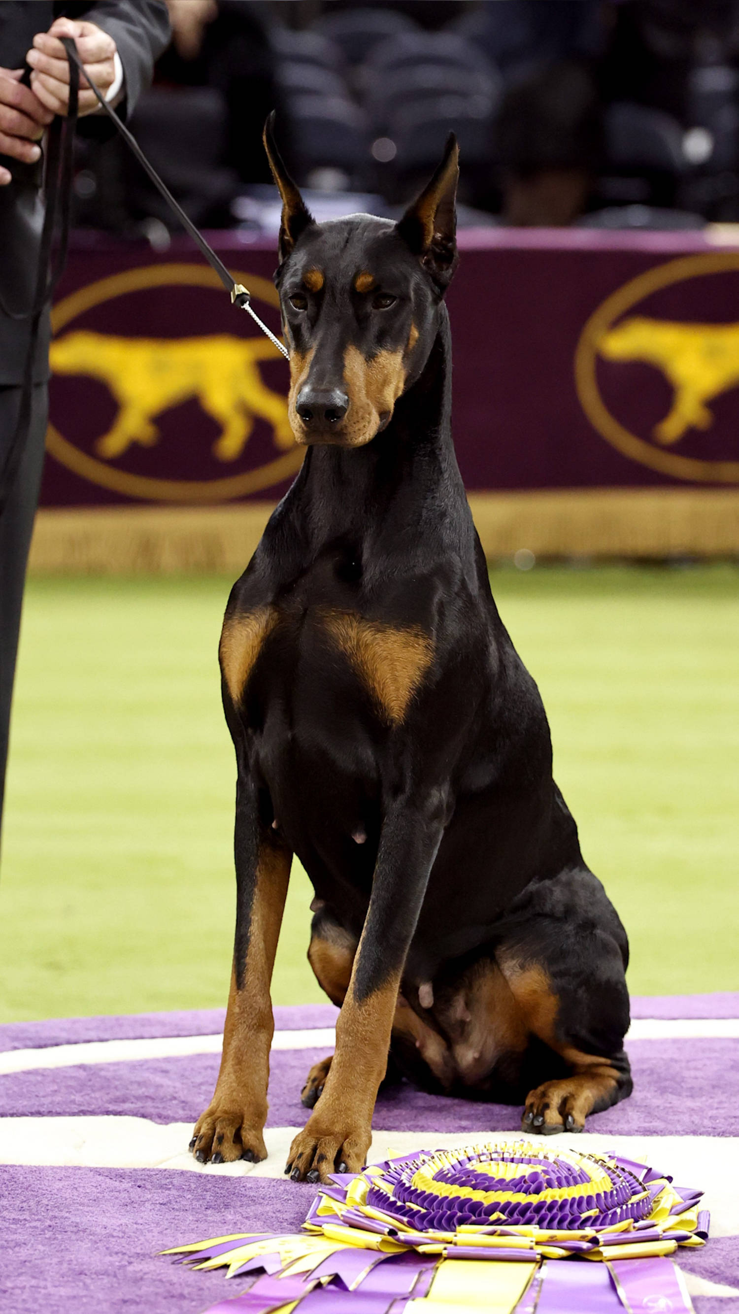 Doberman wins top prize at Westminster dog show