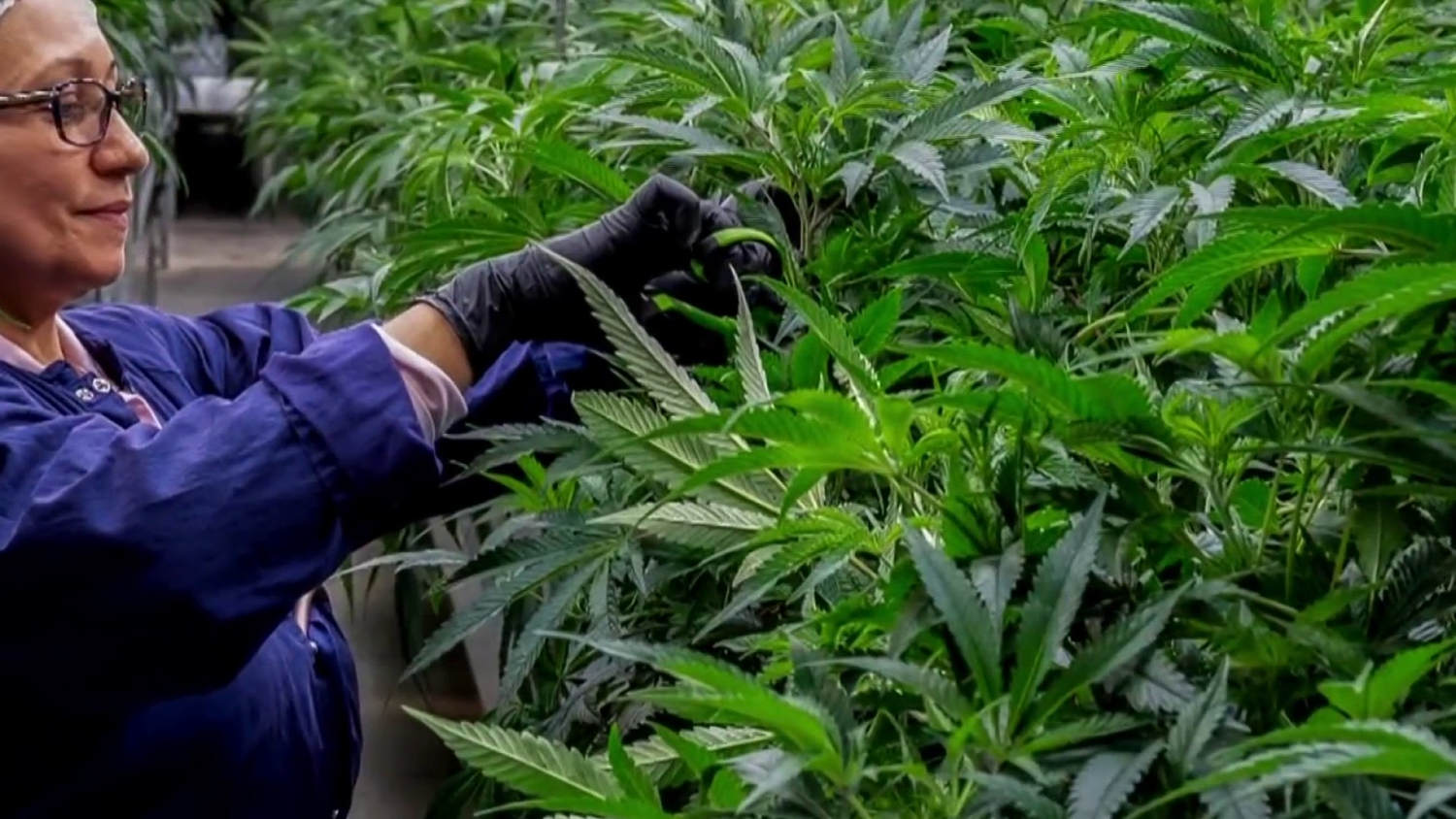 Federal government eases regulations on medical marijuana