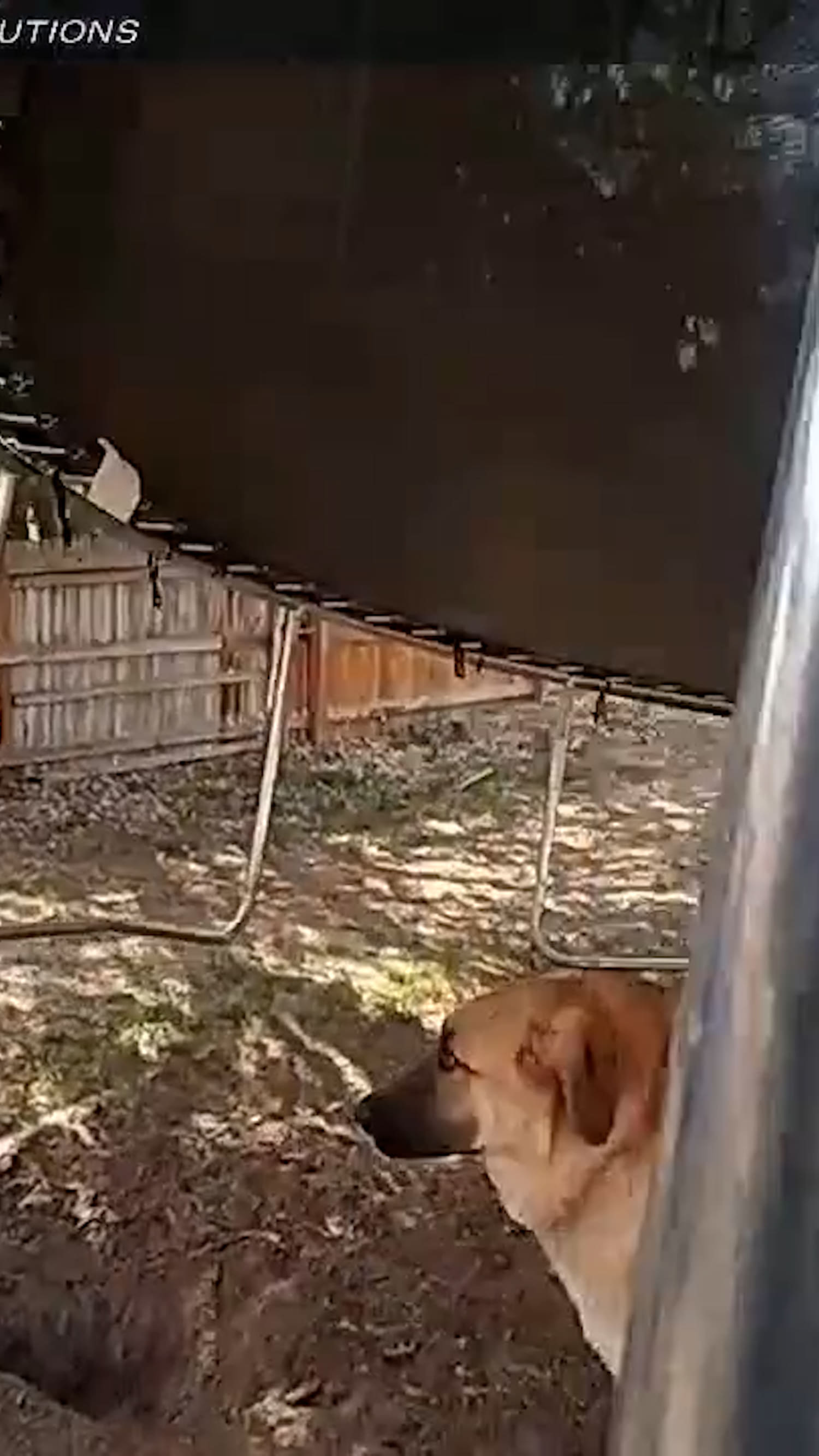 Police officer rescues dog from backyard of burning house