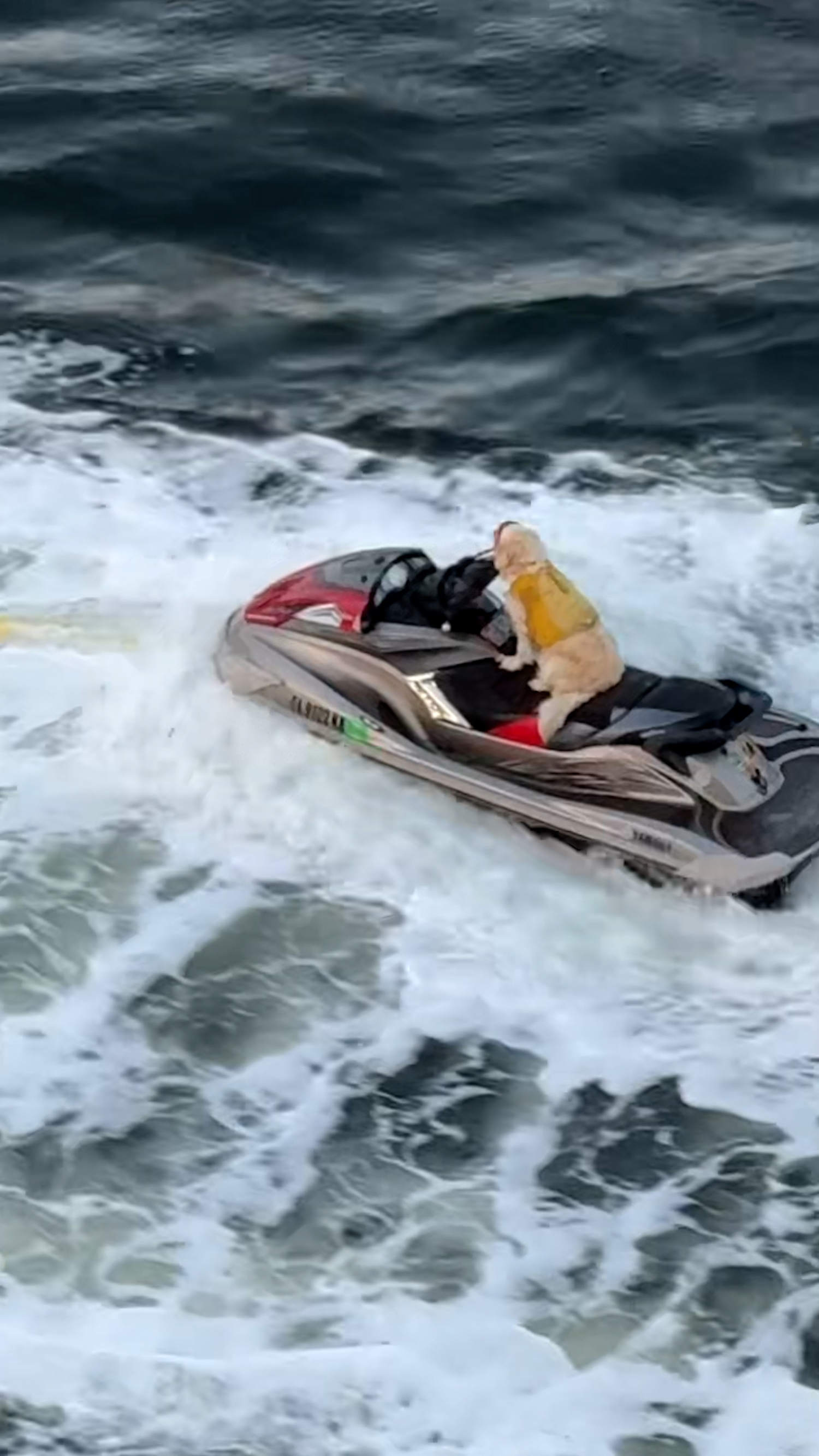 Man on jet-propelled hoverboard leads dog on jet ski