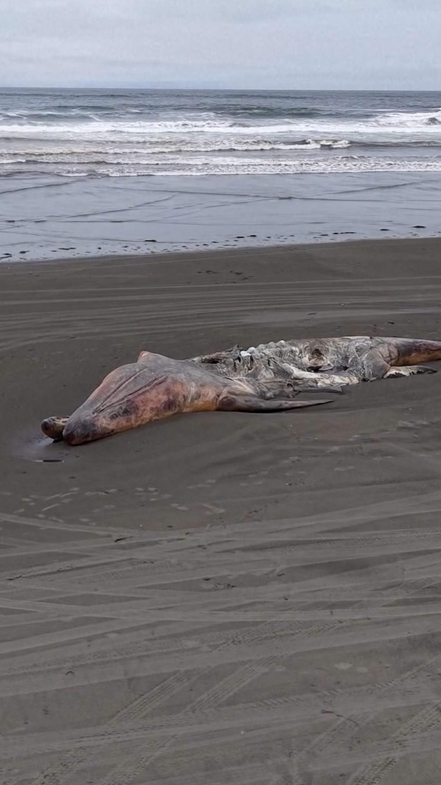 Concerning number of whales washing ashore in Washington