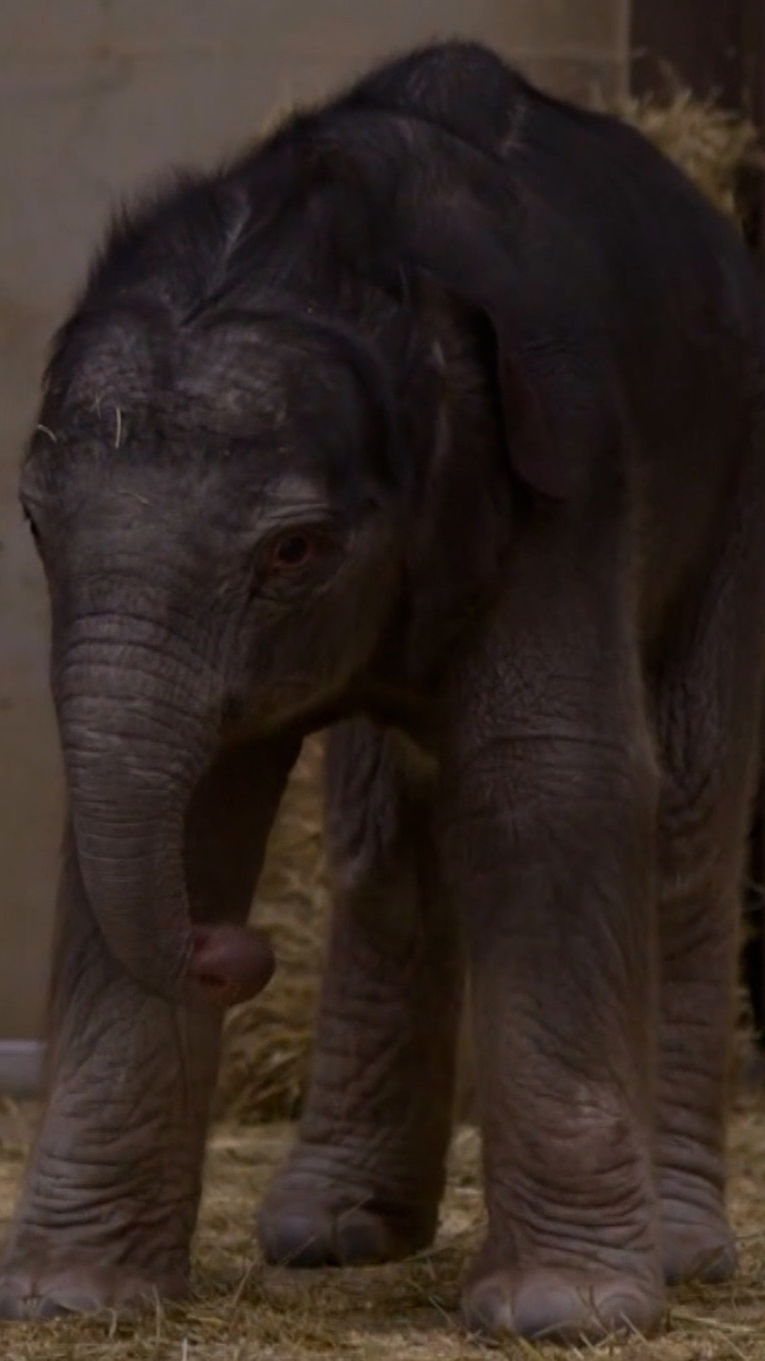 Baby elephant Linh Mai makes debut at the National Zoo