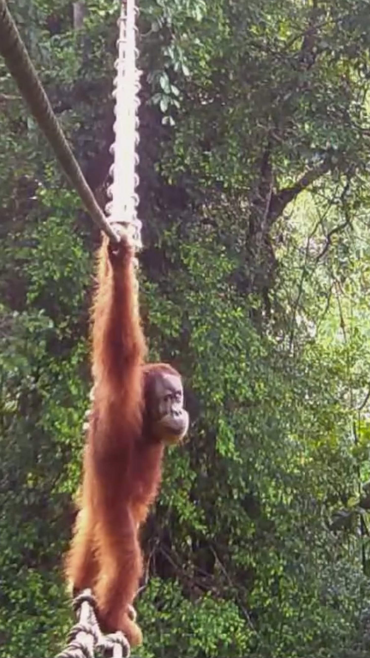 Sumatran orangutan uses a canopy bridge for the first time