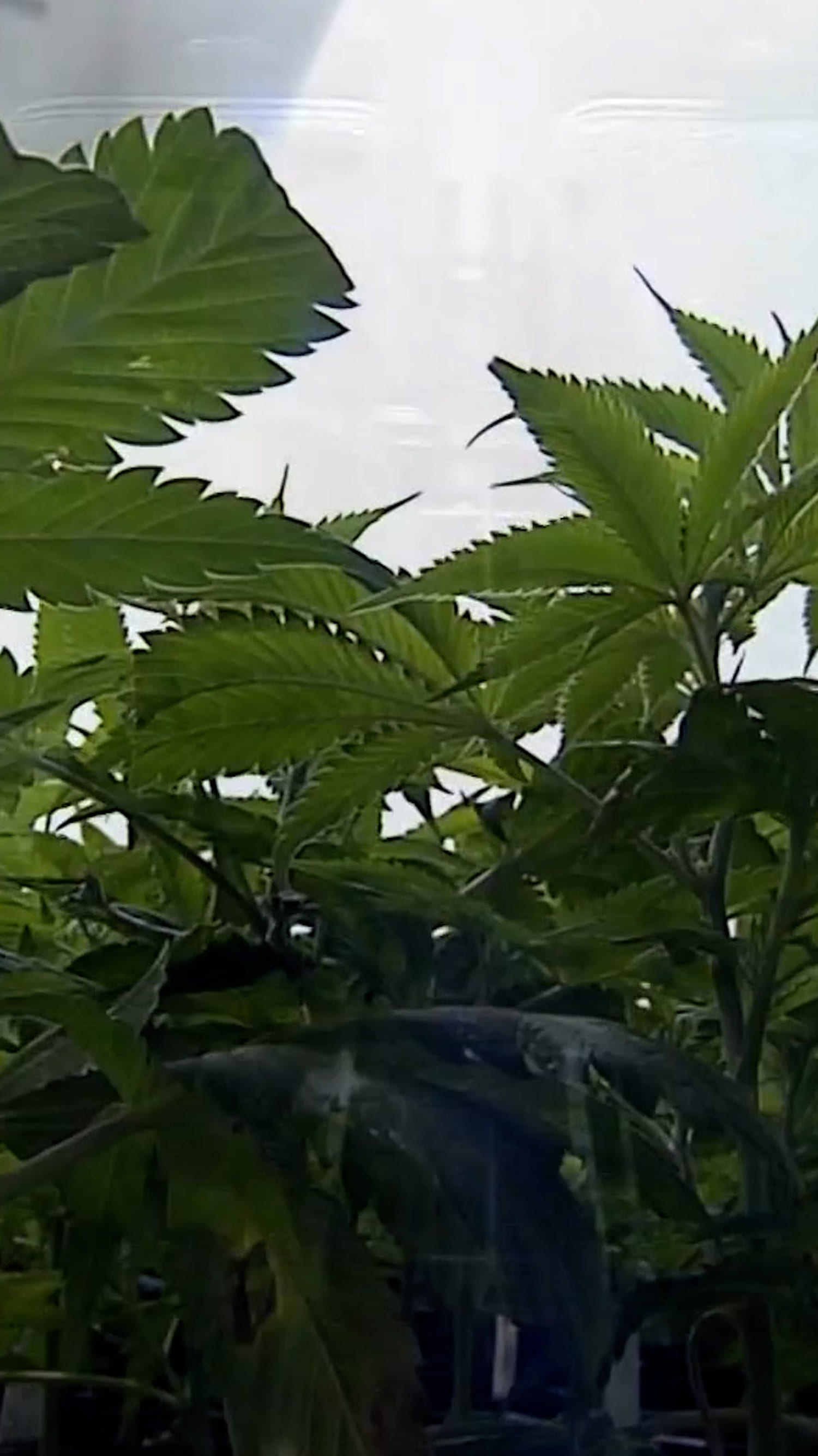 Politicians oppose plan to reclassify medical marijuana